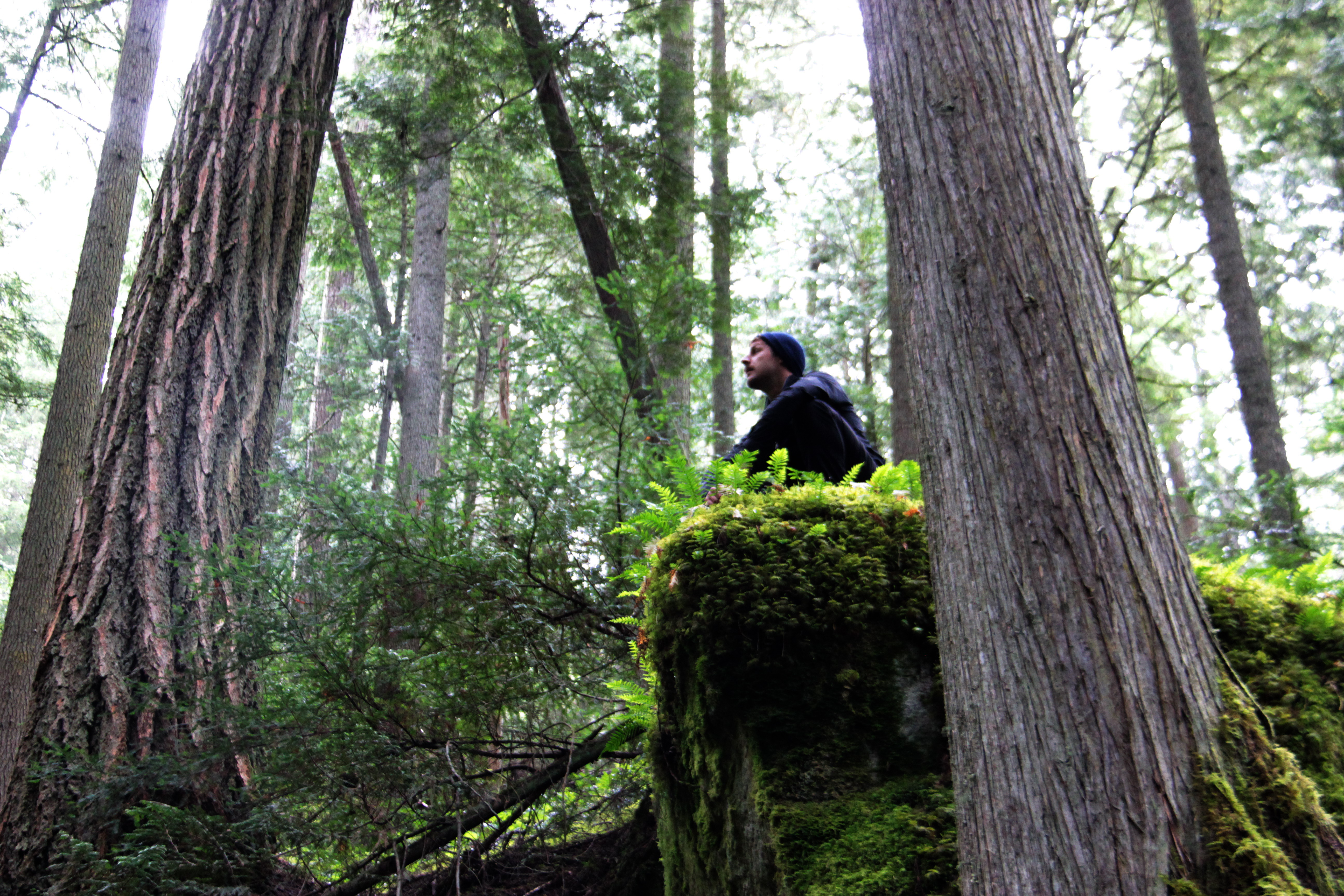 Photo: spotted owl habitat at Eaton Creek (WC files).