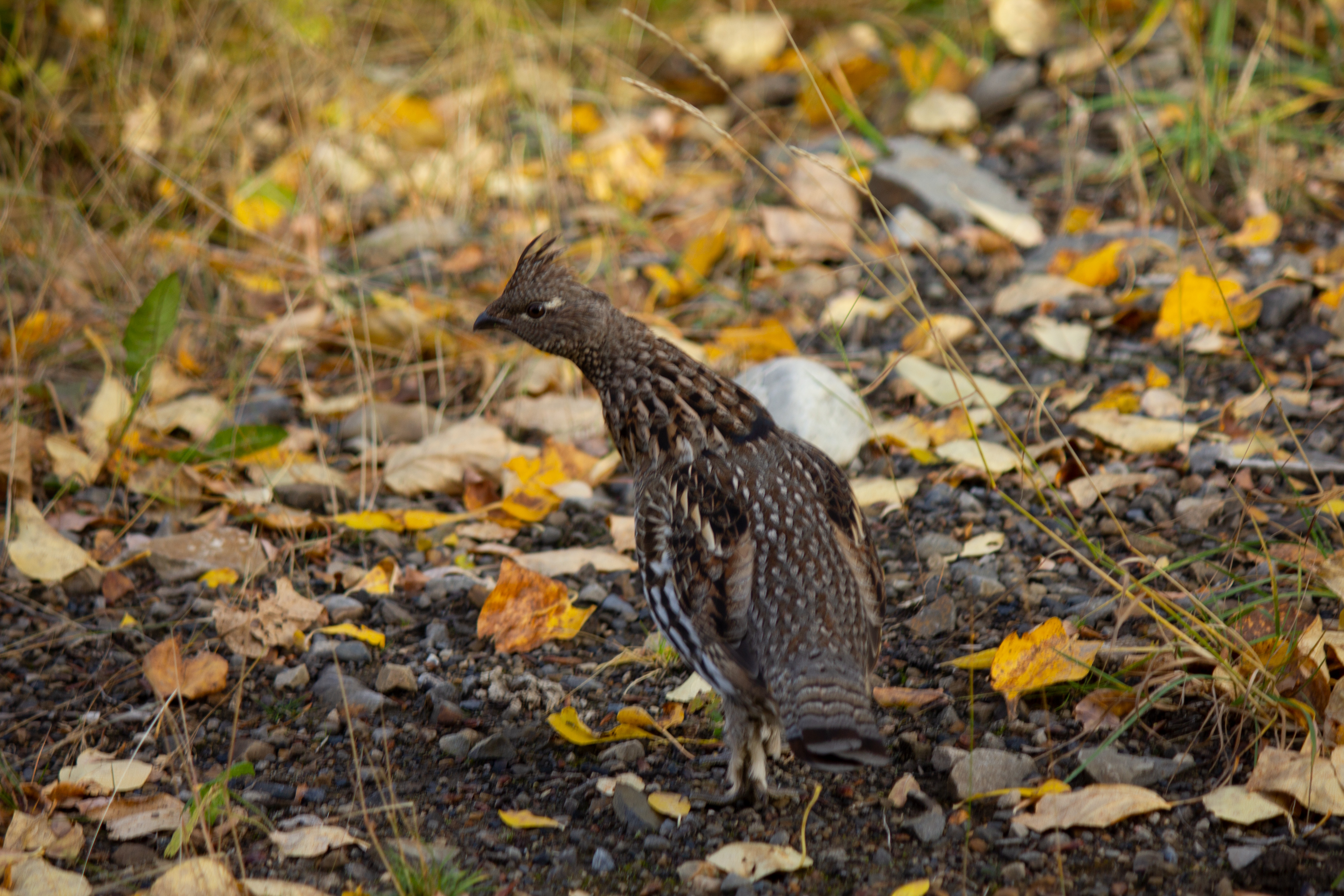 Rock ptarmigan, an iconic boreal forest bird, on the slopes of Pink Mountain in northeastern B.C.