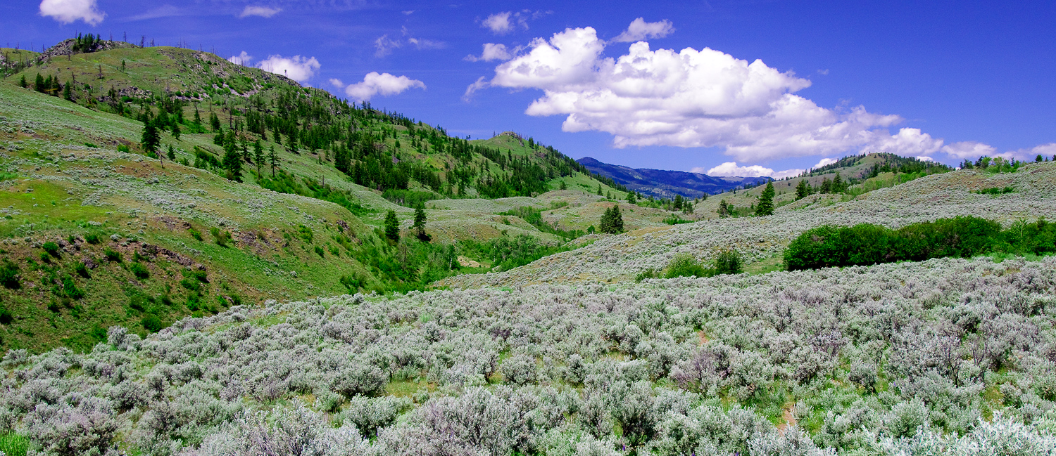 Kilpoola grasslands (Wayne Lynch).