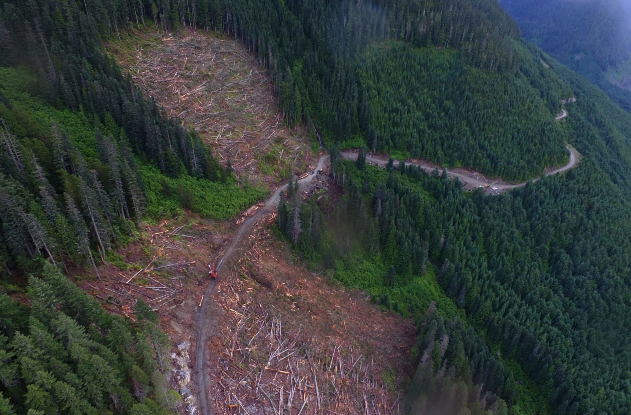 Logging in spotted owl habitat in the Spuzzum Valley in 2019. Photo: Joe Foy / Wilderness Committee