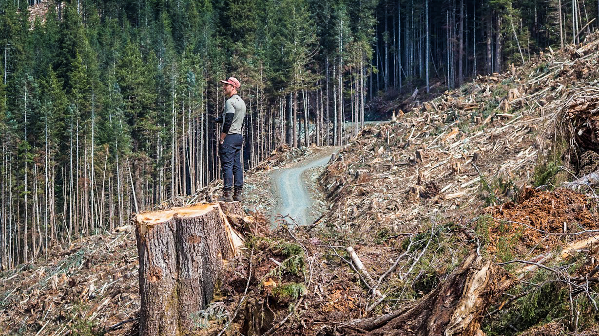 Wilderness Committee campaigner Torrance Coste in a BC Timber Sales old-growth clearcut in Thursday Creek, Upper Tsitika Valley. Photo: Louis Bockner / Sierra Club BC and Wilderness Committee