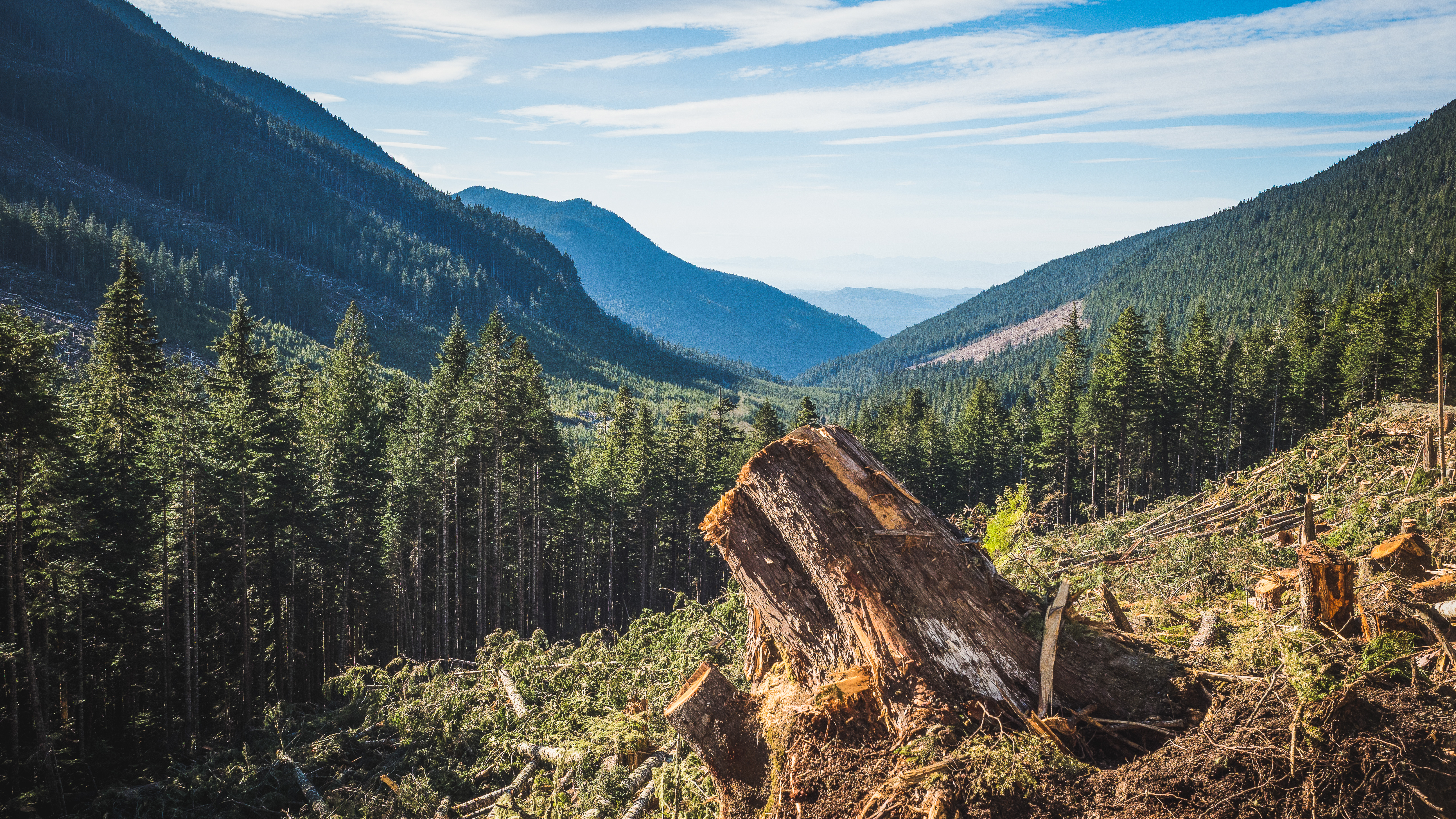 Clearcut in Shmidt Creek