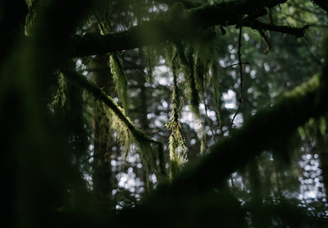 Lichen Photo: Louis Bockner / Sierra Club BC and Wilderness Committee