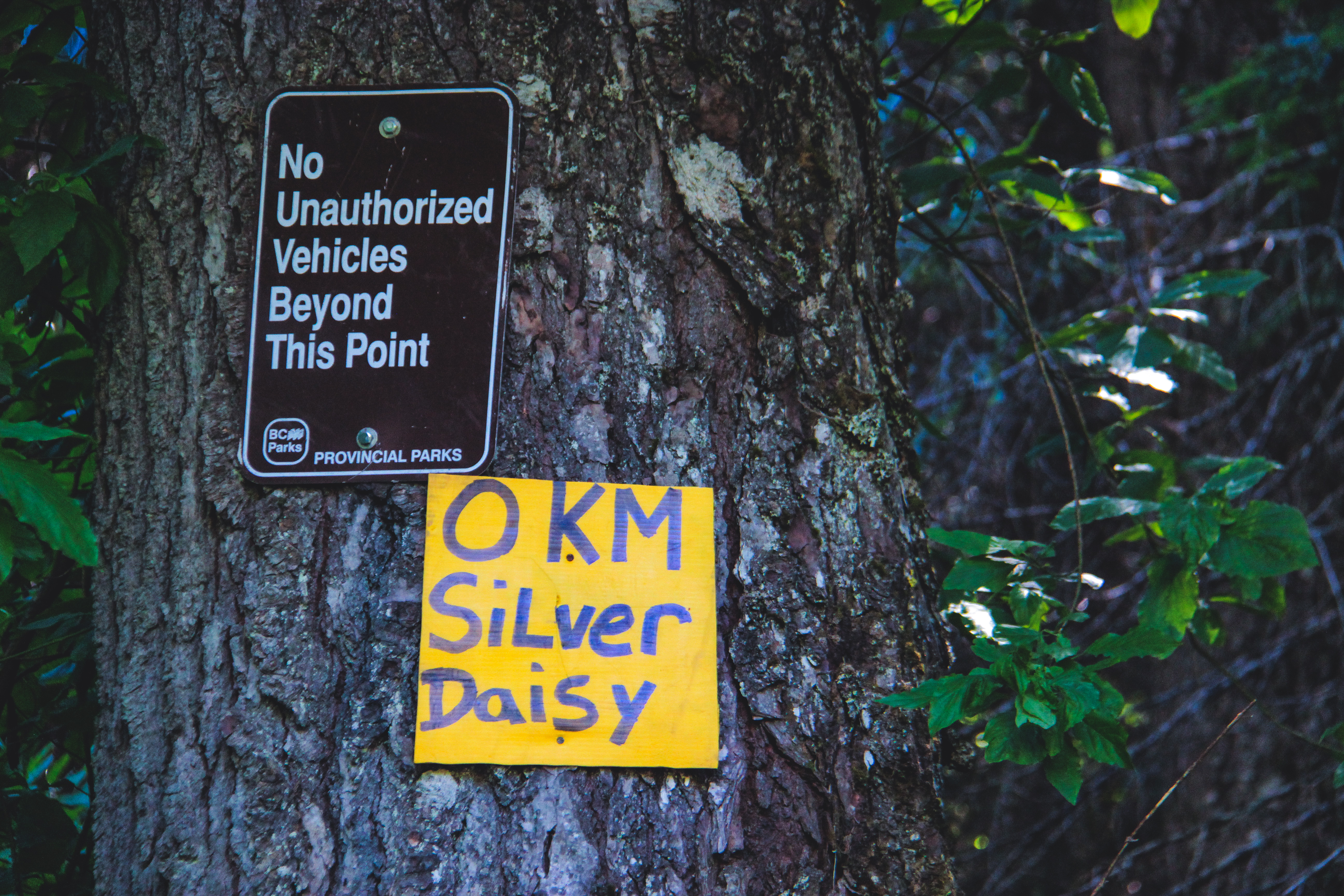 OKM Silver Daisy sign