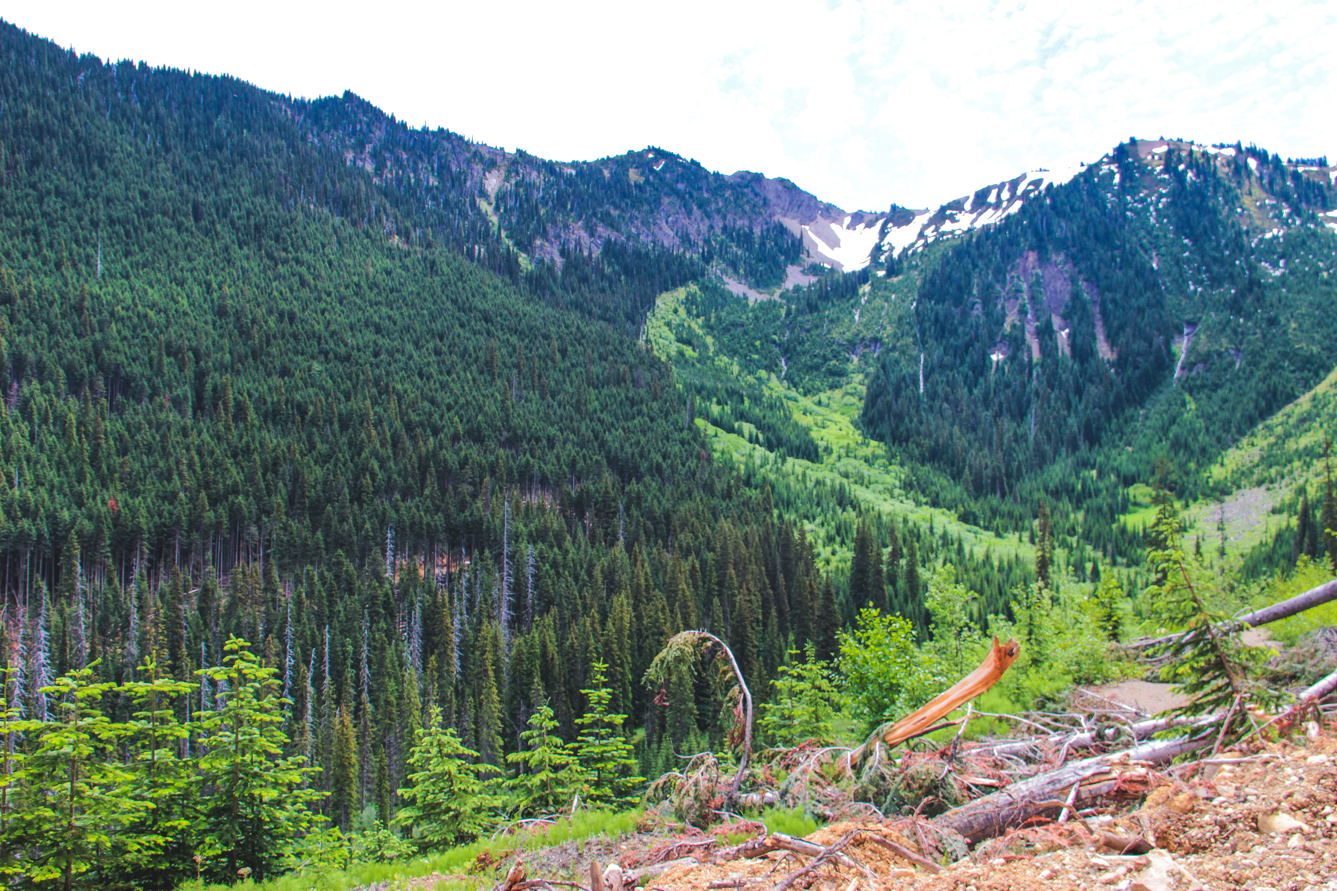 View from the Manning Park Donut Hole logging road