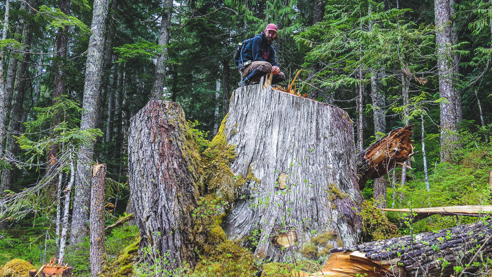 Old-growth cedar stump, Schmidt Creek (WC file).