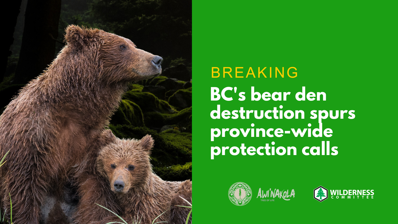 Bear and bear cub and text that reads "BREAKING: BC's bear den destruction spurs province-wide protection calls