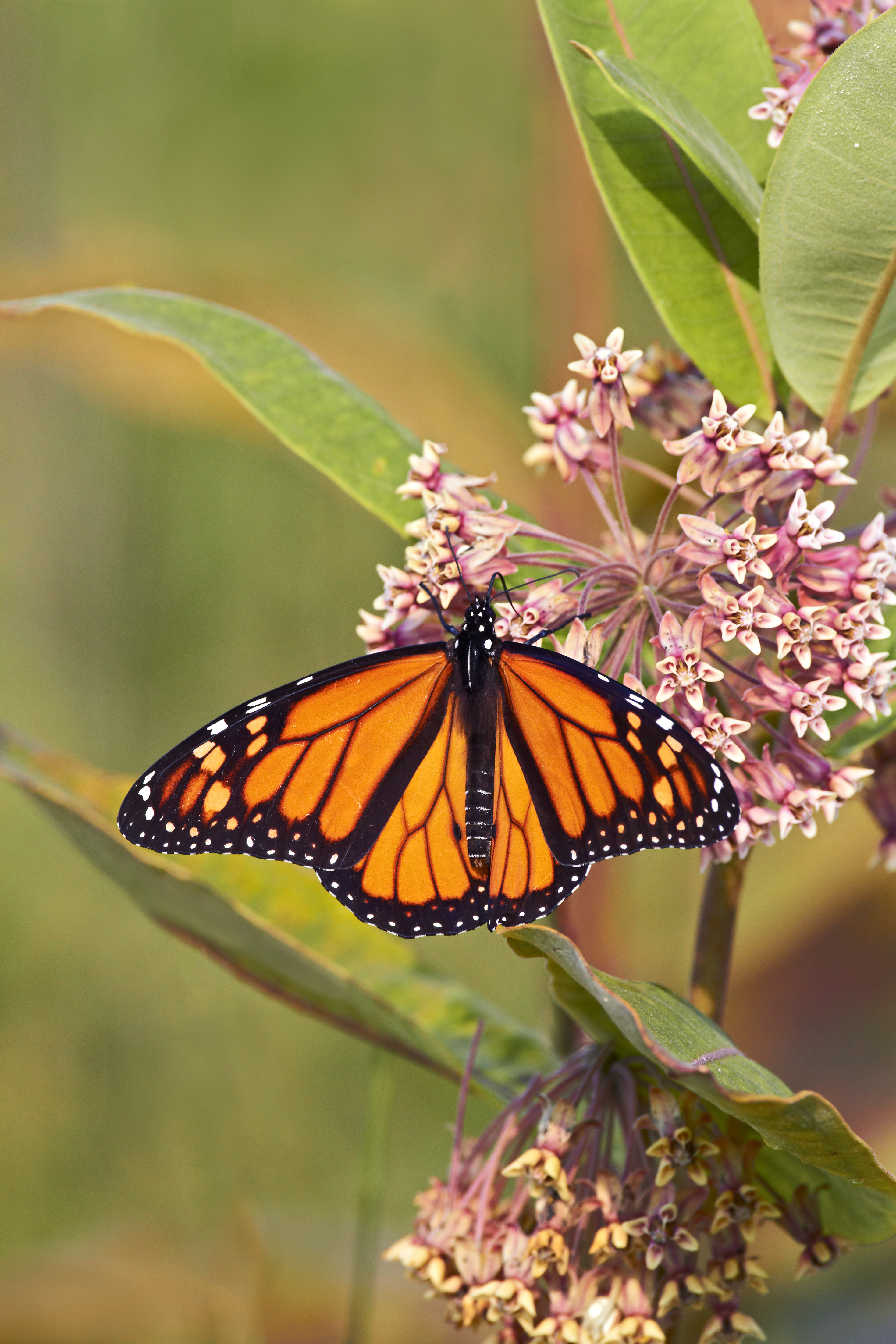 Monarch butterfly on milkweed (Robert McCaw).
