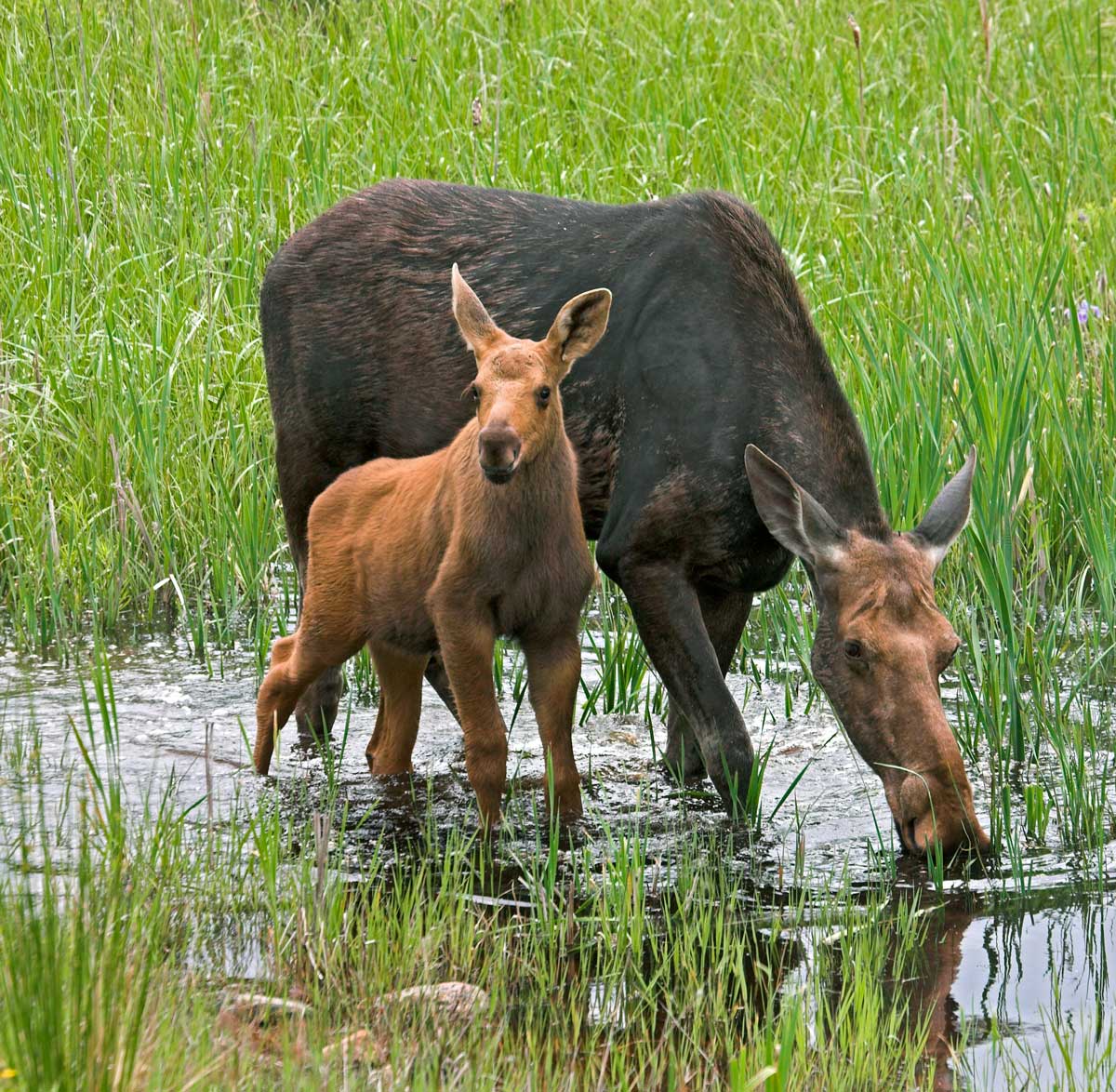 moose and calf