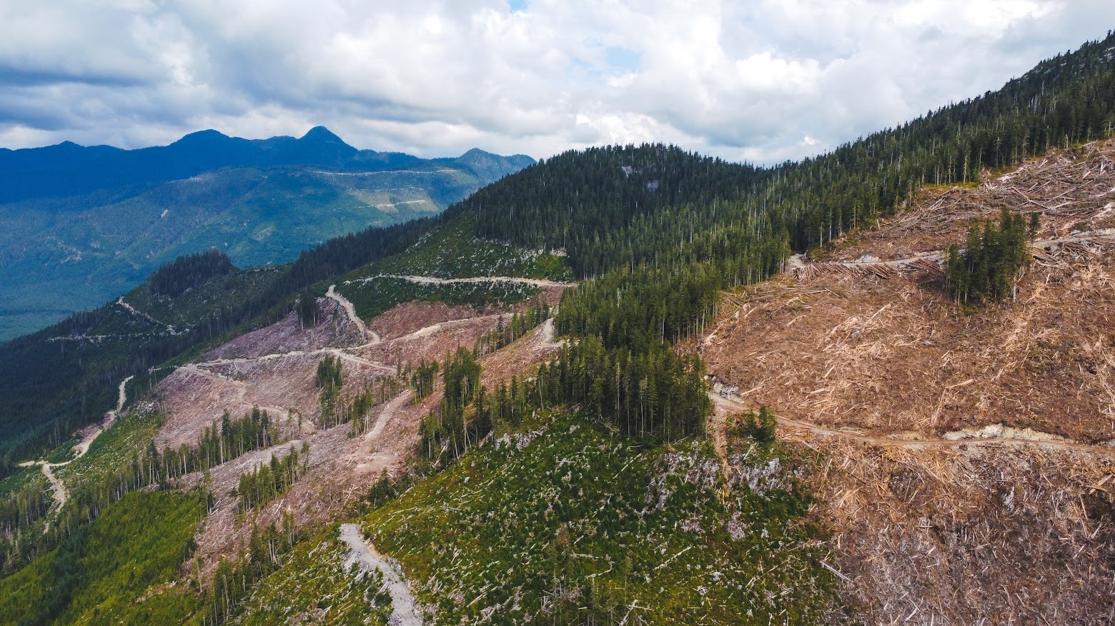 Giant old-growth clearcut in a deferral area  Photo credit: Alex Tsui, Wilderness Committee