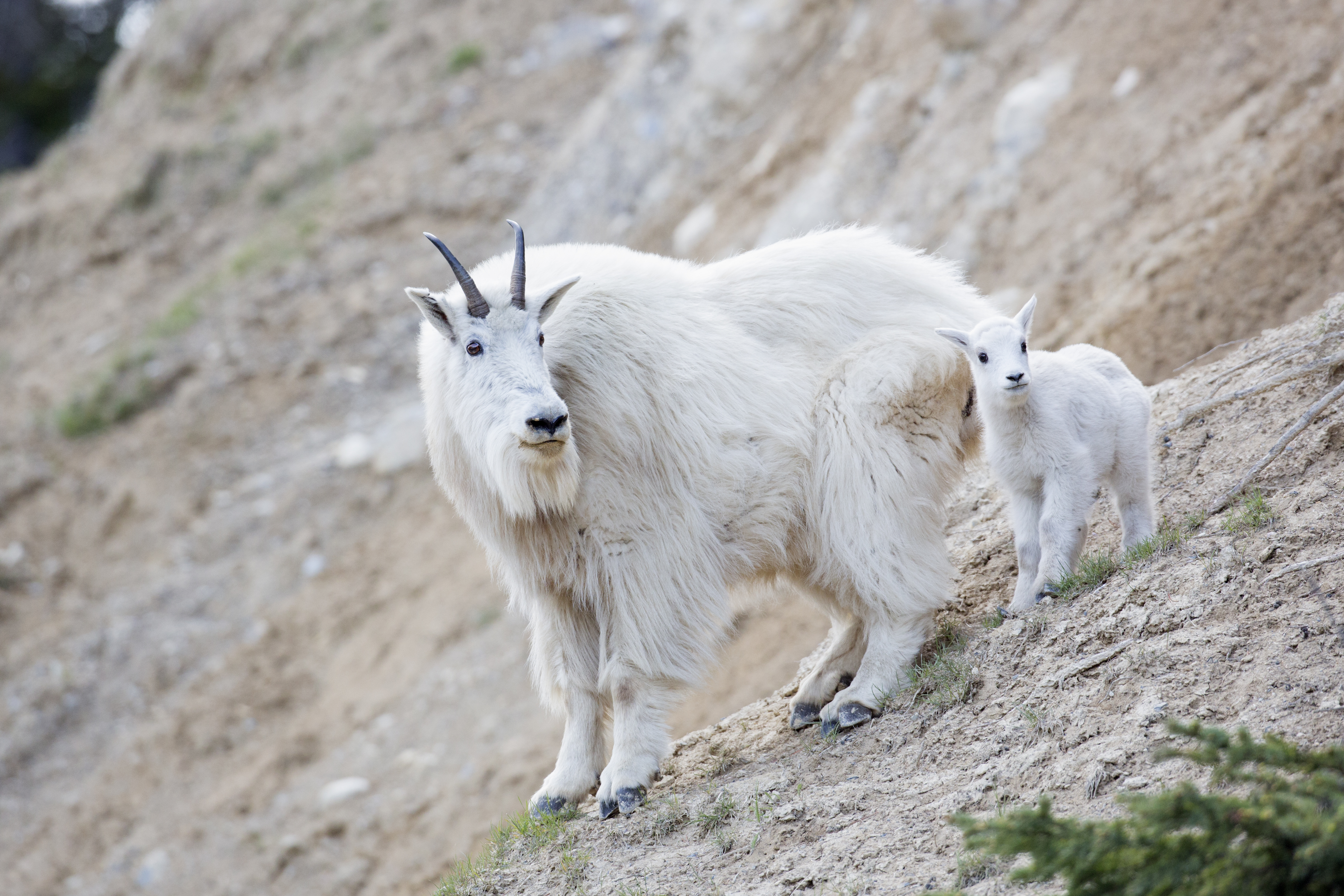 Mountain goat nanny and kid (John E. Marriott).