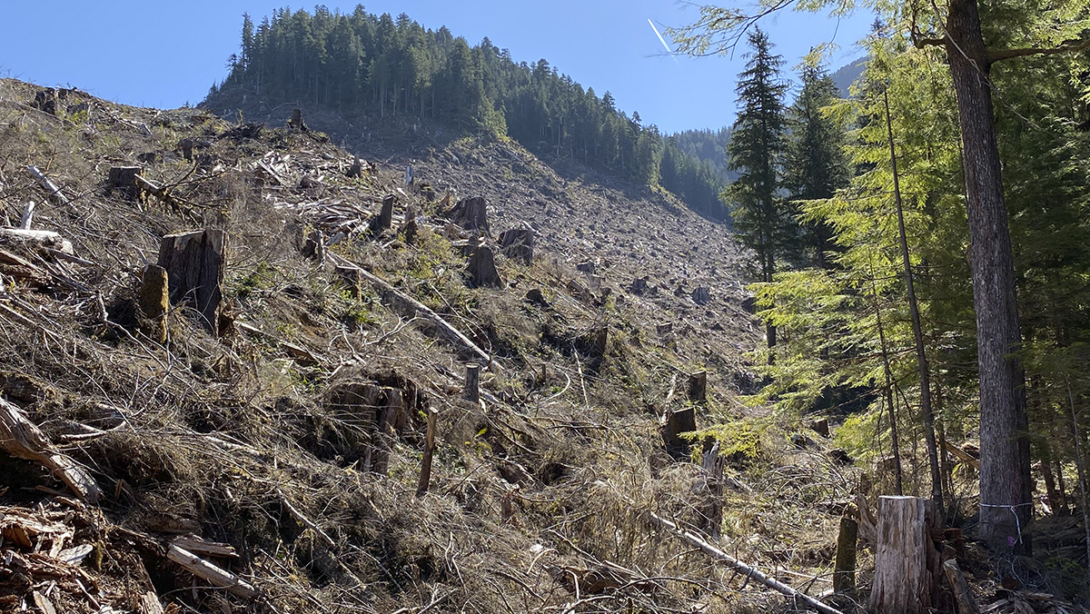 Old-growth clearcut in the Caycuse Valley (Torrance Coste).