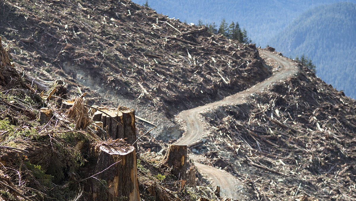Old-growth logging in Upper Tsitika Valley, Louis Bockner
