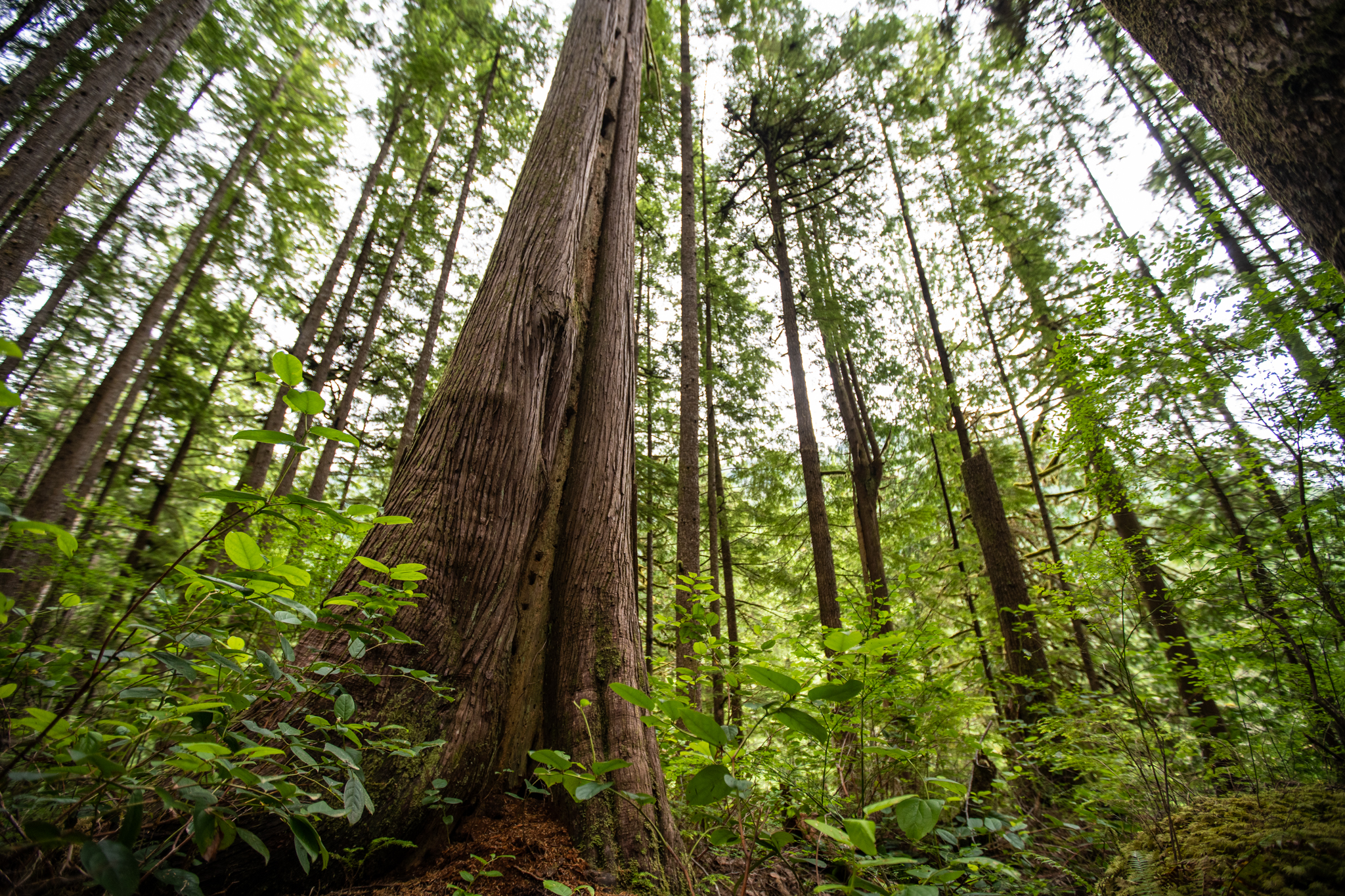 Old-growth trees in a forest. End of image description.