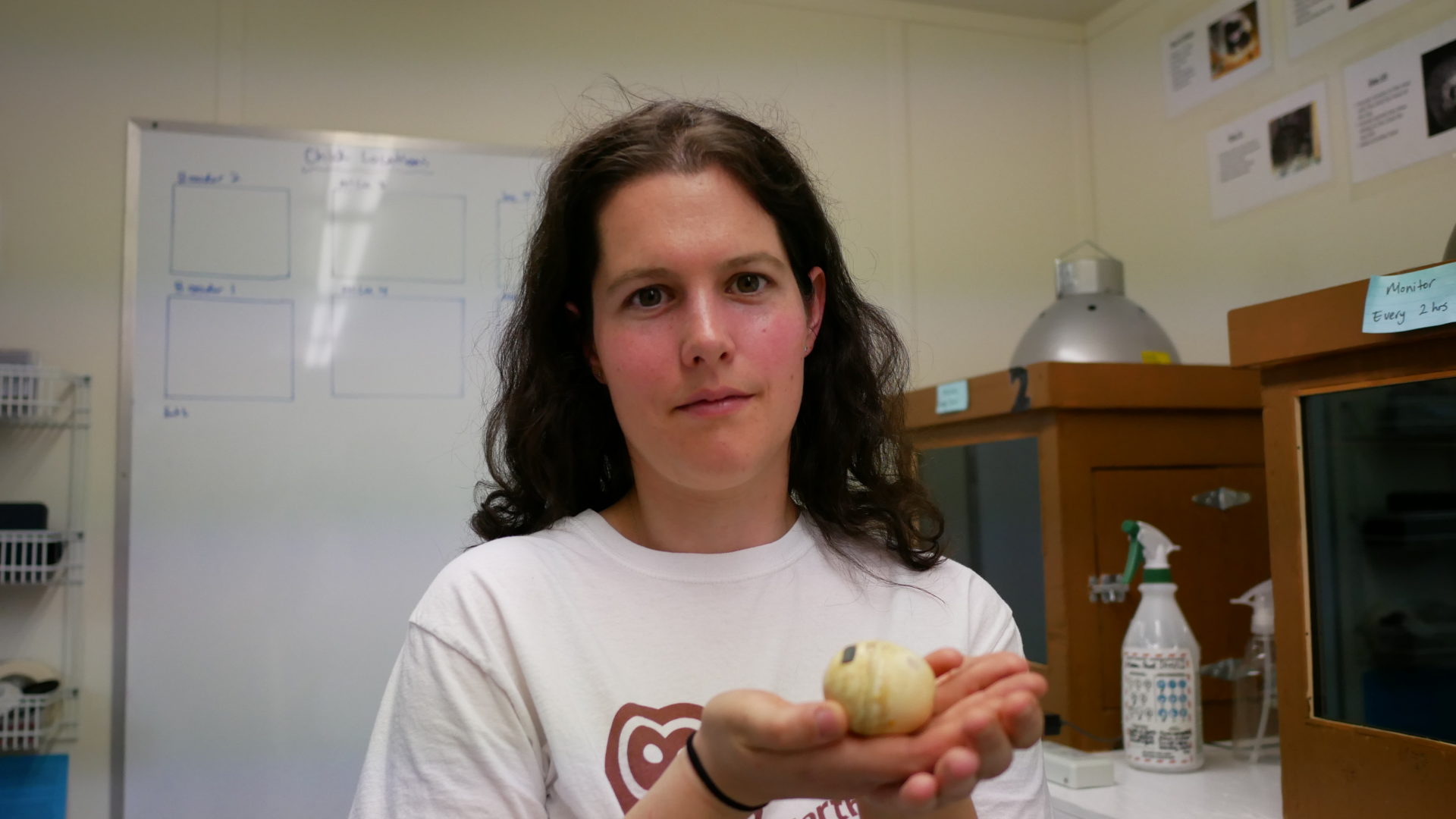 Jasmine McCulligh, biologist with the Northern Spotted Owl Breeding Centre, holds an artificial egg used to gather data in the nests of breeding pairs. Photo: Carol Linnitt / The Narwhal
