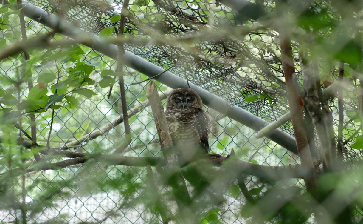 Oregon, a northern spotted owl, in his aviary at the Northern Spotted Owl Breeding Program facility in Langley, B.C. Photo: Carol Linnitt / The Narwhal