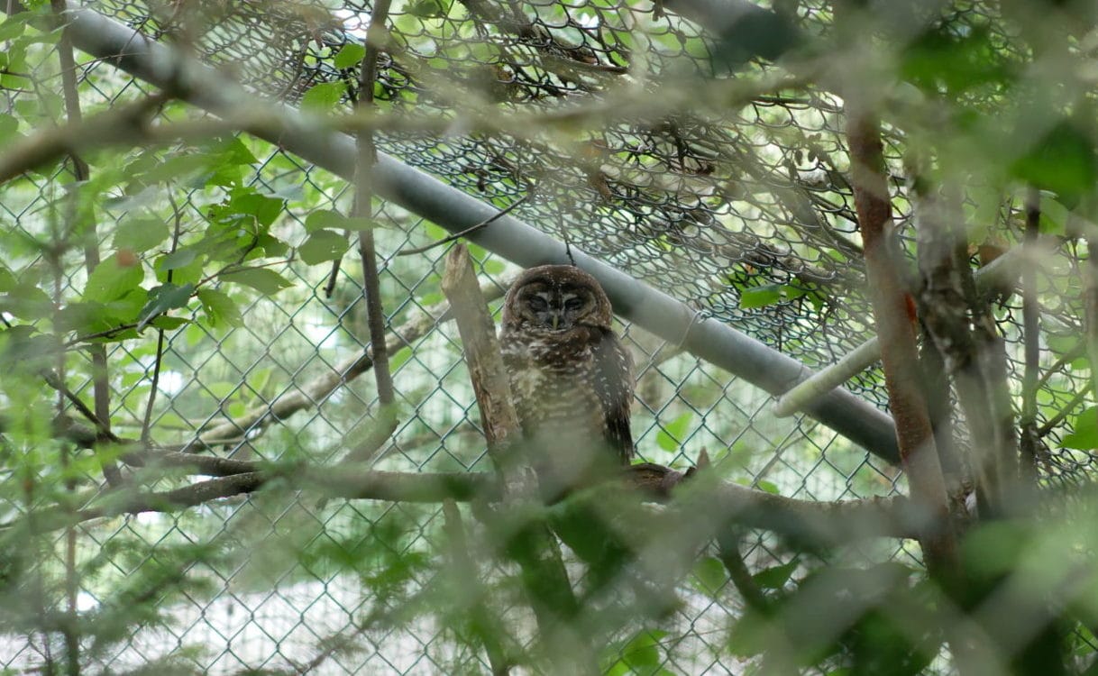 Oregon, a northern spotted owl, in his aviary at the Langley captive breeding facility. Photo: Carol Linnitt / The Narwhal