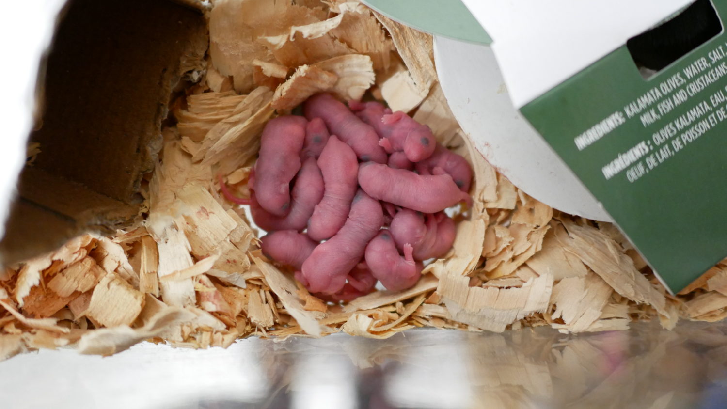 Translucent baby mice at just a few hours old. Photo: Carol Linnitt / The Narwhal