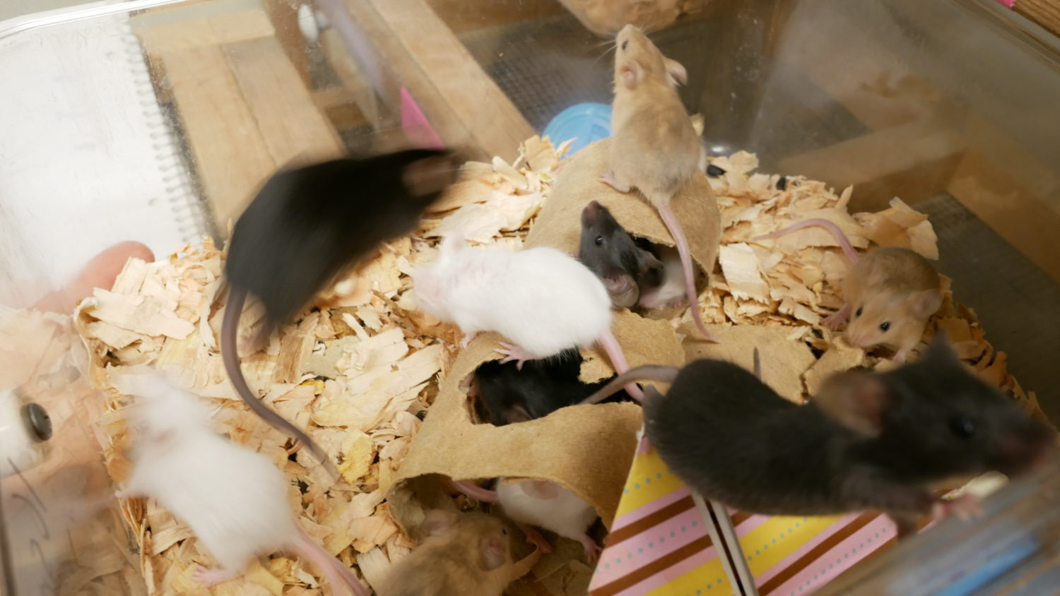 Rat feed for the spotted owls. Photo: Carol Linnitt / The Narwhal