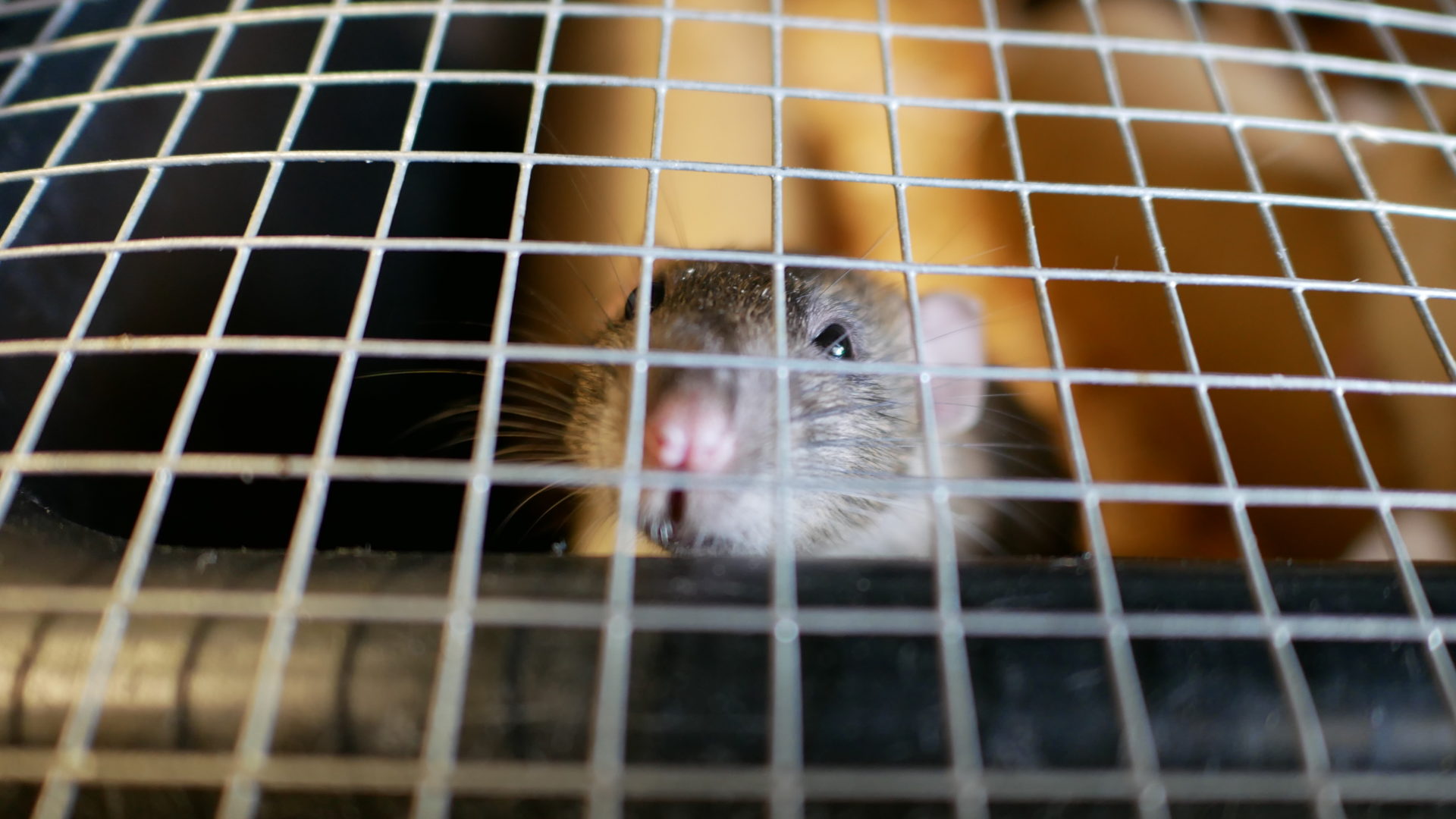 A rat bred for food at the spotted owl breeding facility. Photo: Carol Linnitt / The Narwhal