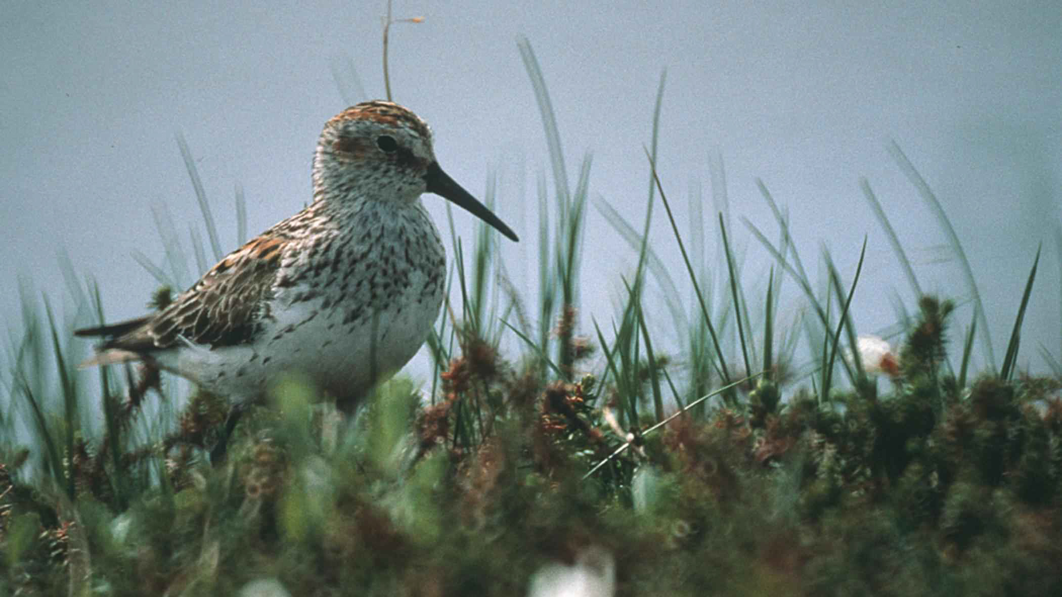 western sandpiper