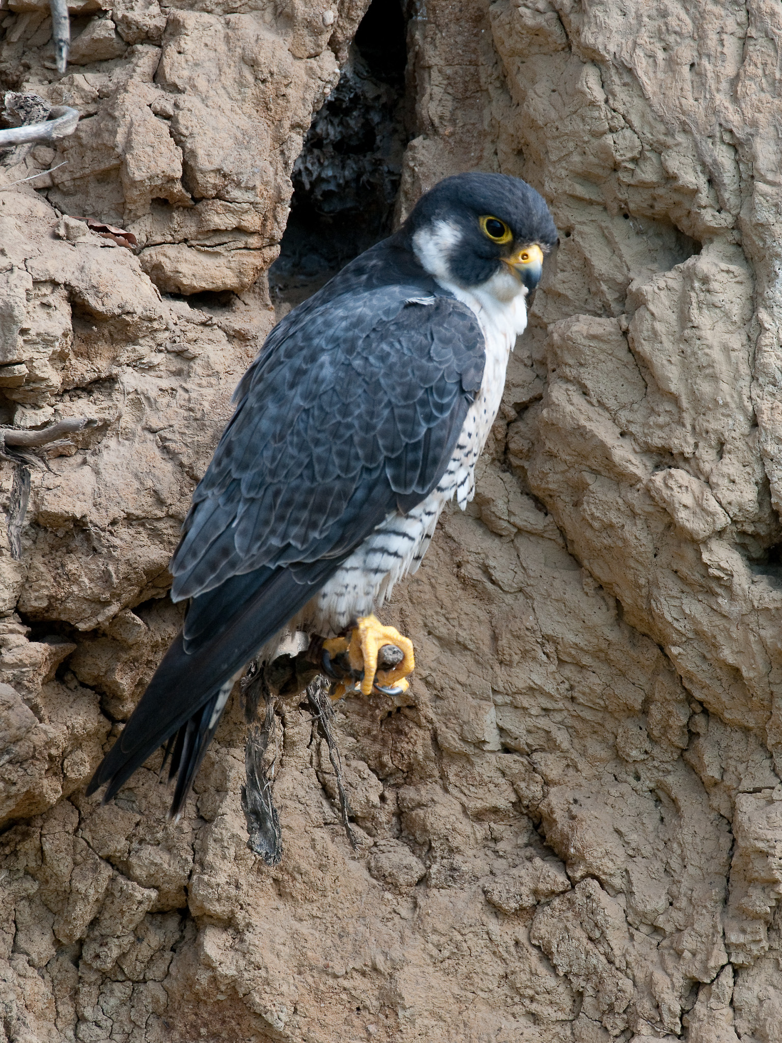 Peregrine falcon (Gordon Court).