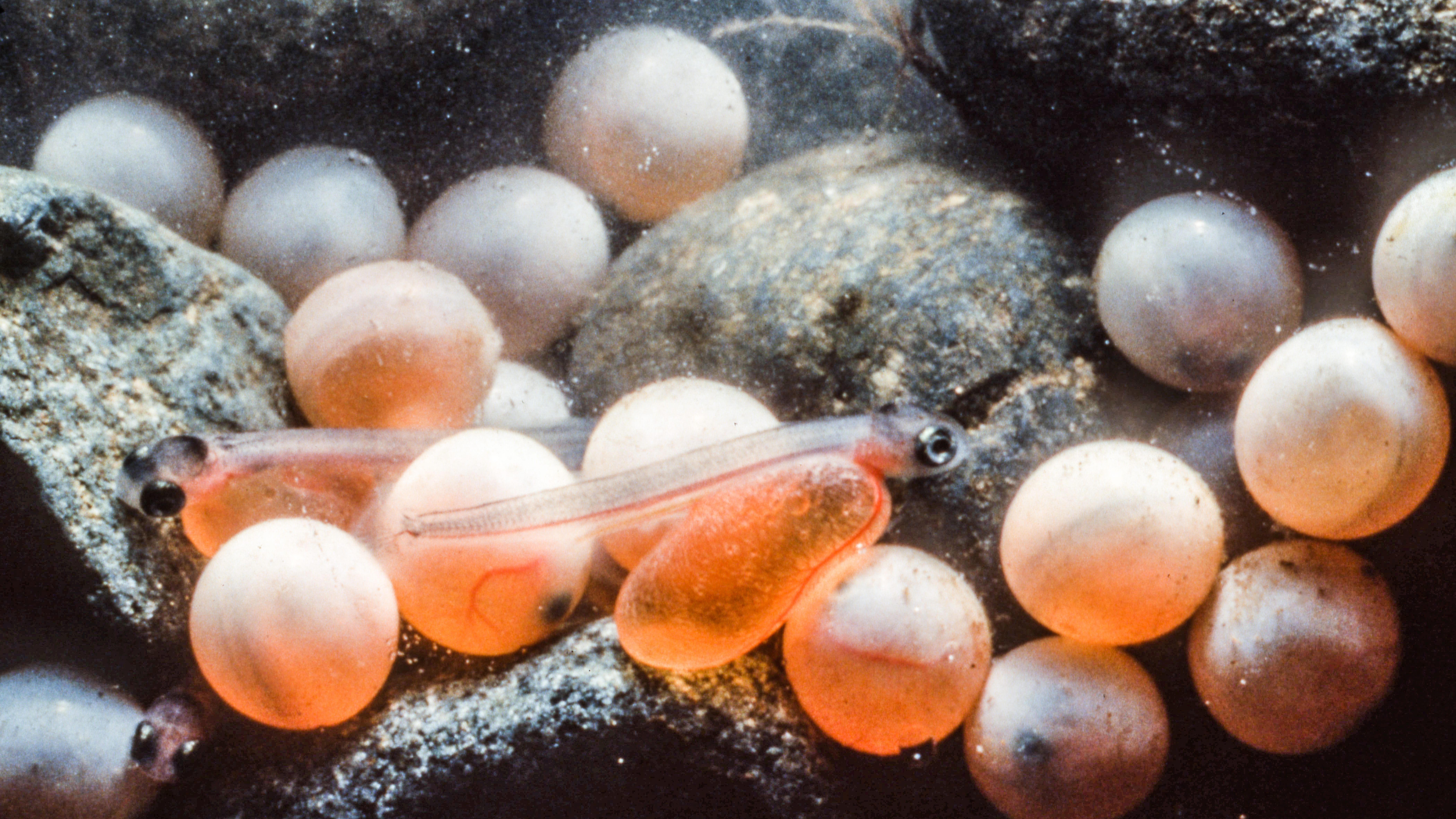 A salmon in its juvenile stage surrounded by eggs