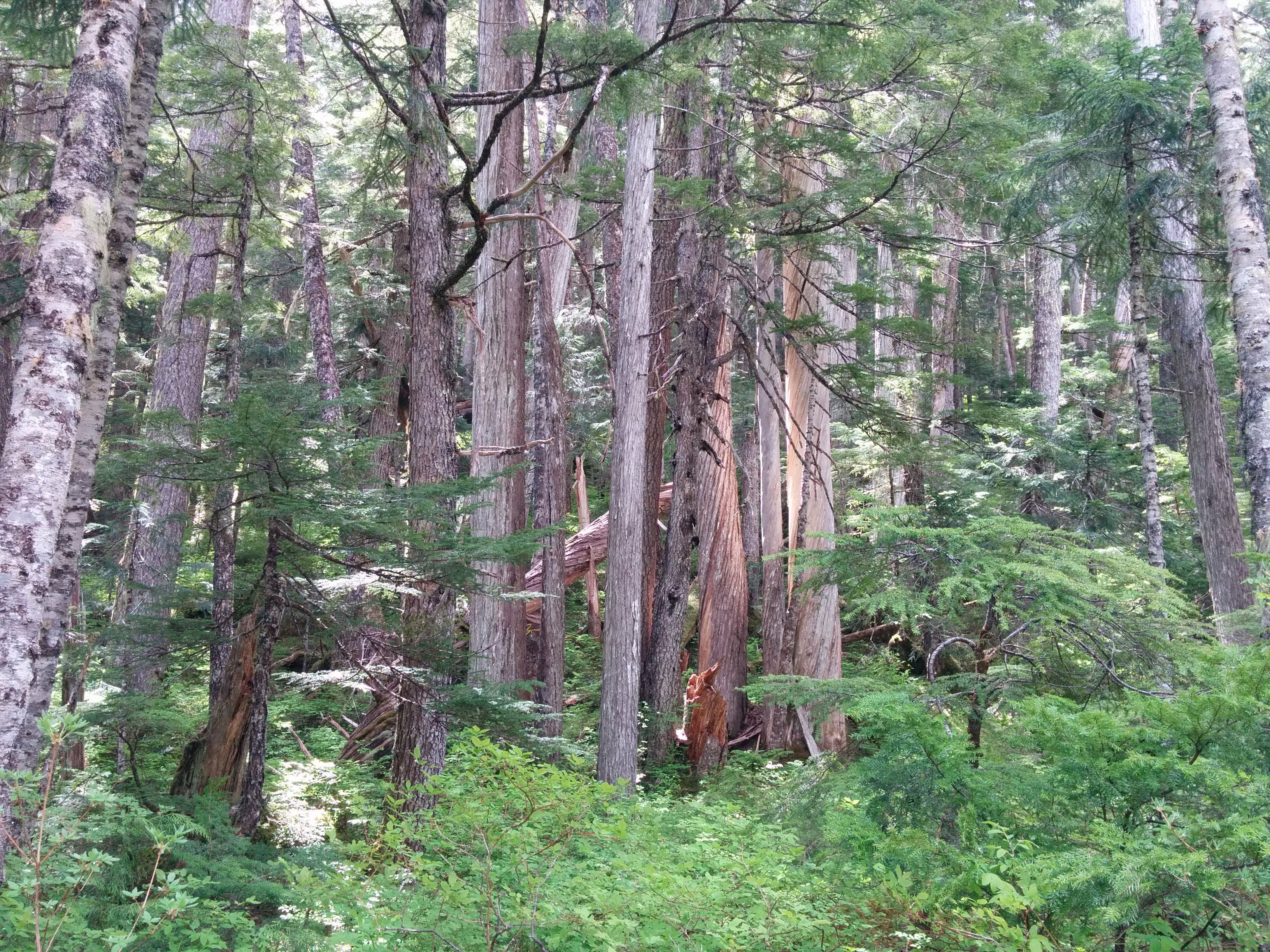 Old-growth forest slated for logging by BCTS in Schmidt Creek.