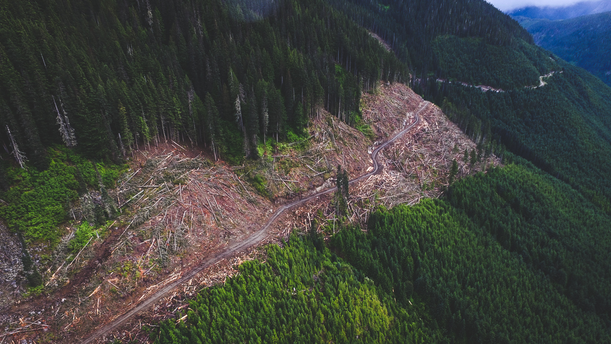 Cutblock SP213. Logging near Spuzzum long term wildlife habitat area in 2019. 