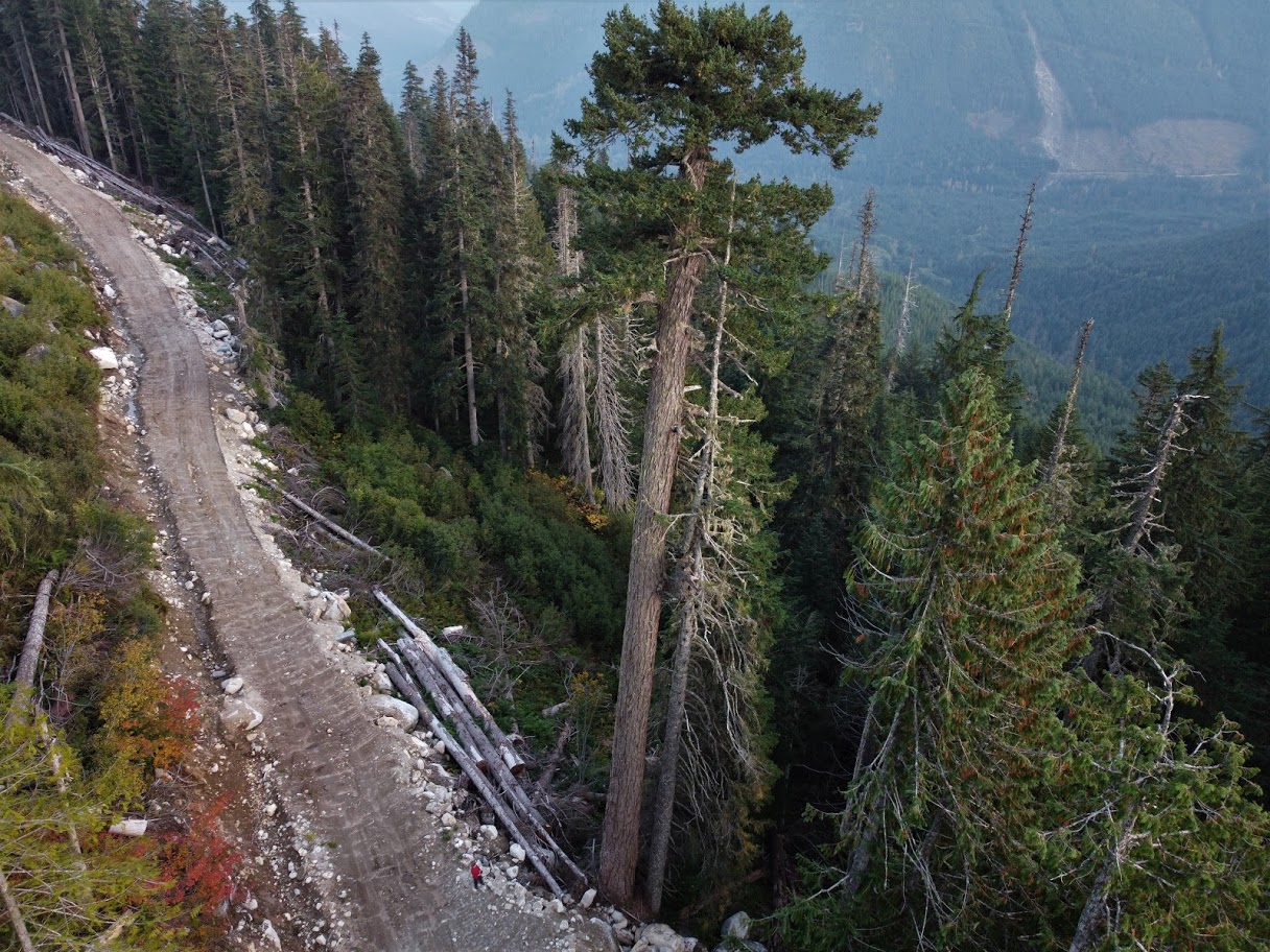 A logging road in the same watershed near Spuzzum Creek where a breeding pair of spotted owls are known to nest. (Joe Foy/Wilderness Committee)