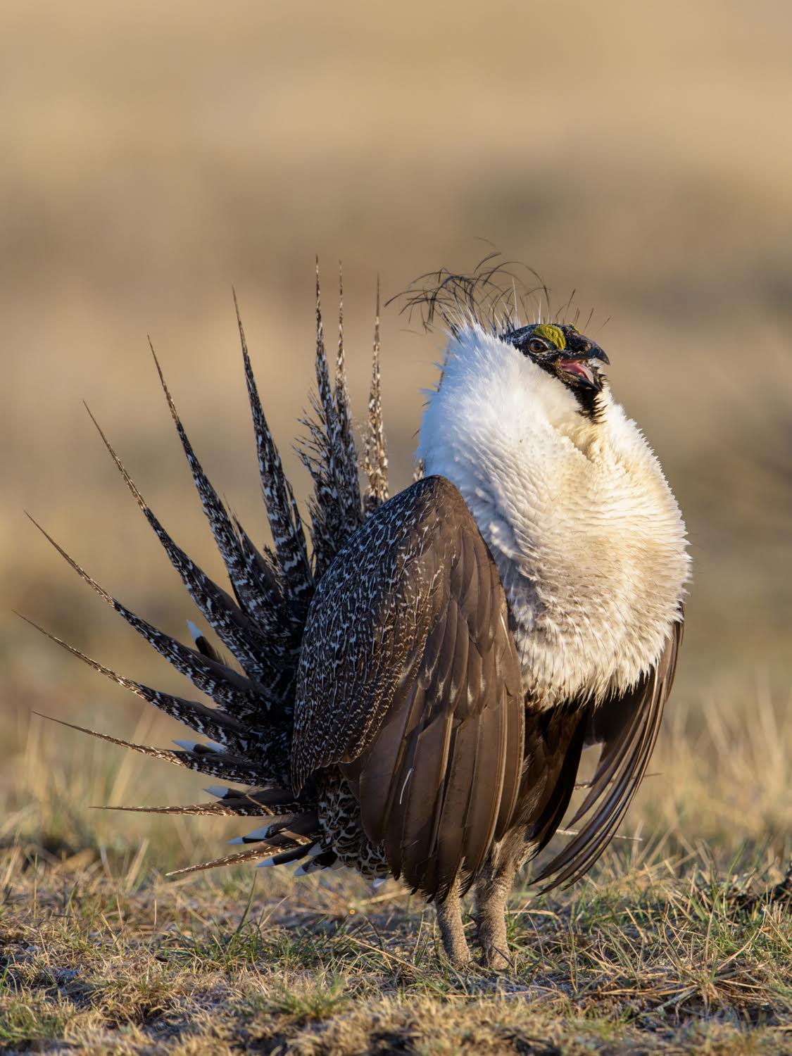 sage grouse