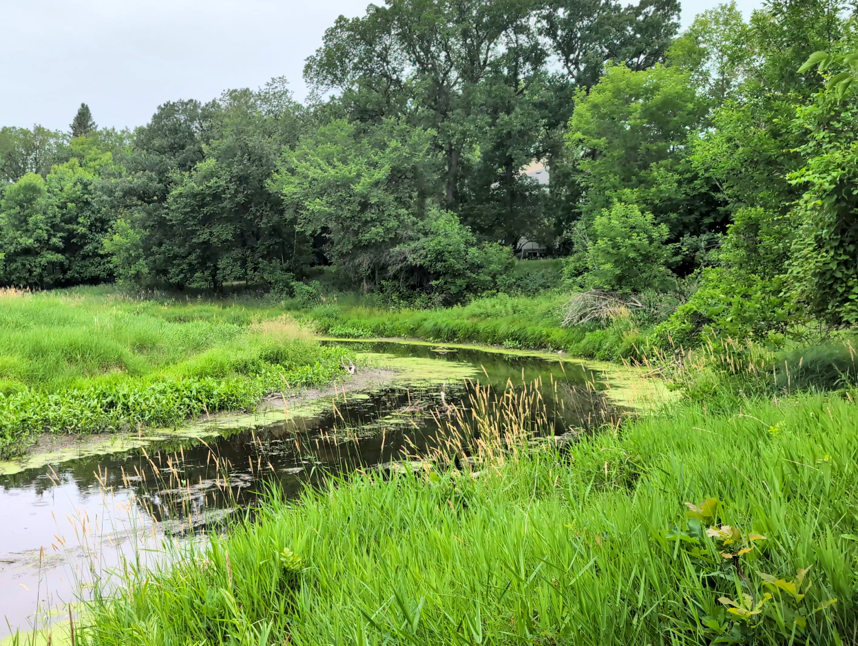 The Seine River in Winnipeg bends out of sight, it's shores overflowing with thick green grasses and thriving trees. the surface of teh water is dark and shiny, its edges covered in vibrant algae and duckweed.