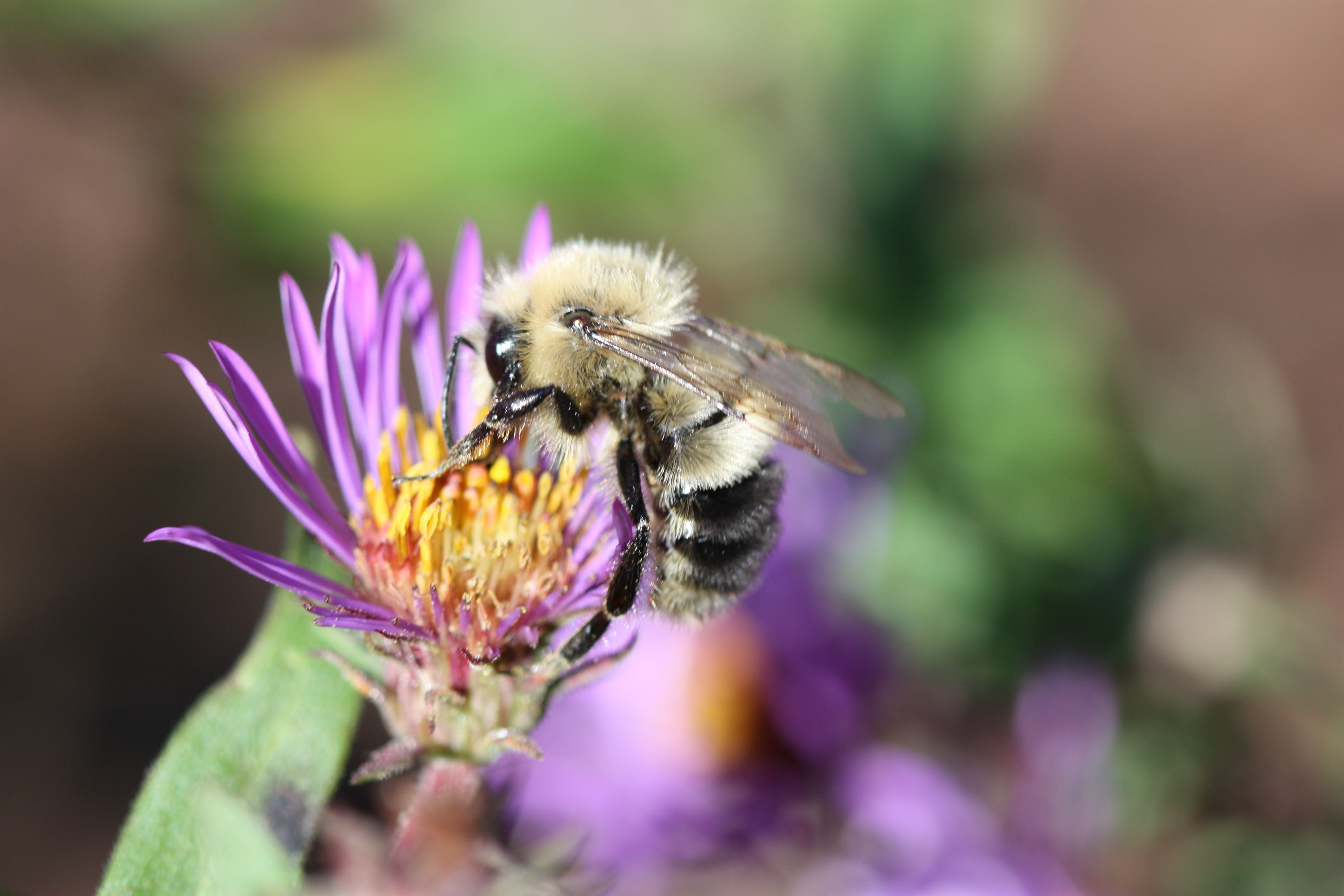 Gypsy cuckoo bumblebee — endangered (Sheila Colia).