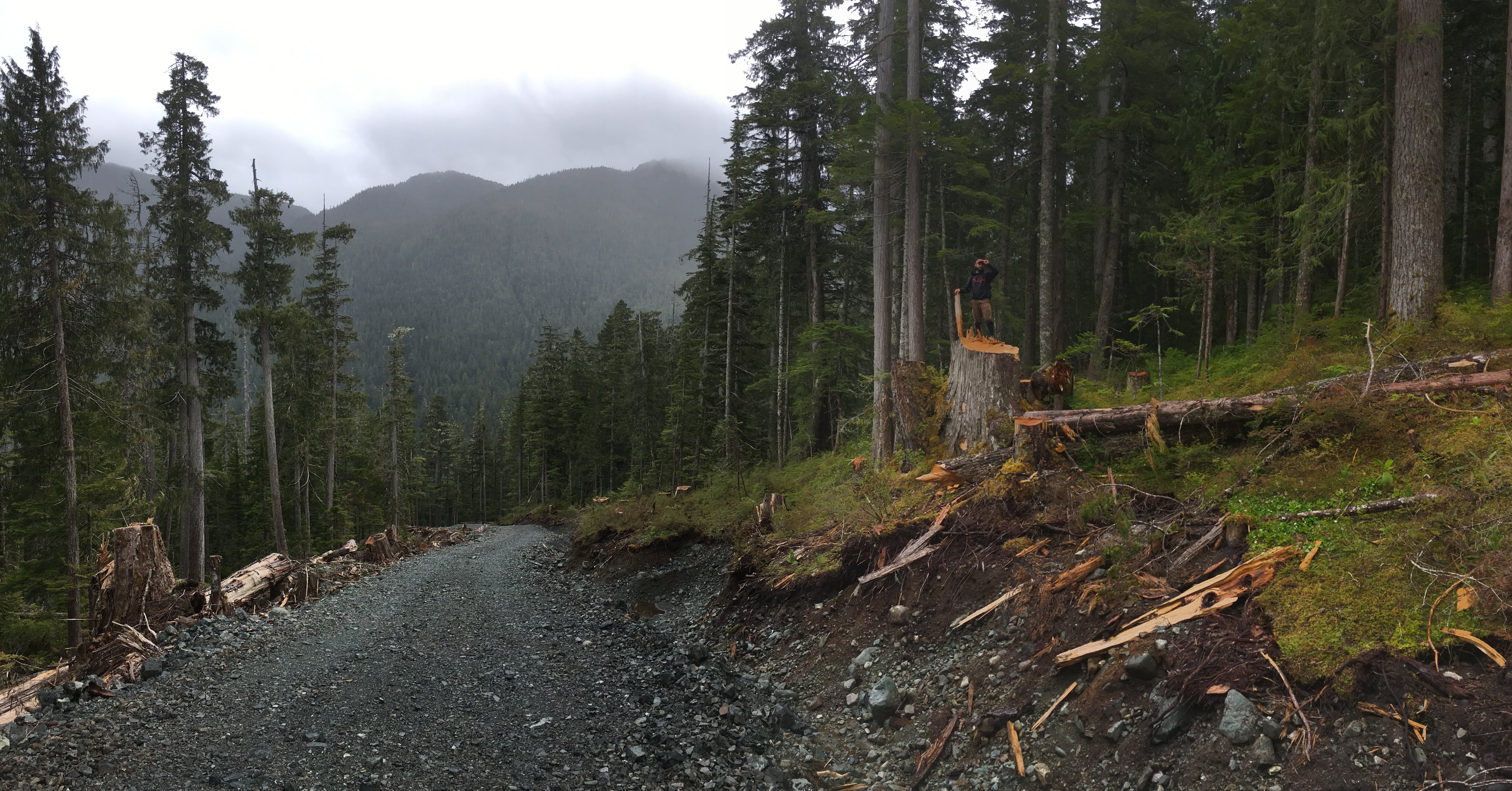 Sierra Club BC Campaigner Mark Worthing on new BCTS logging road in Schmidt Creek