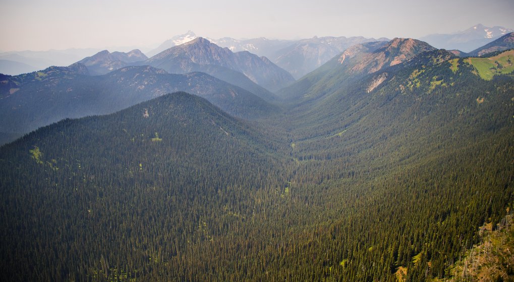 This forest land about 26 miles southeast of Hope, B.C., drains into the headwaters of the Skagit River. (Mike Siegel / The Seattle Times)