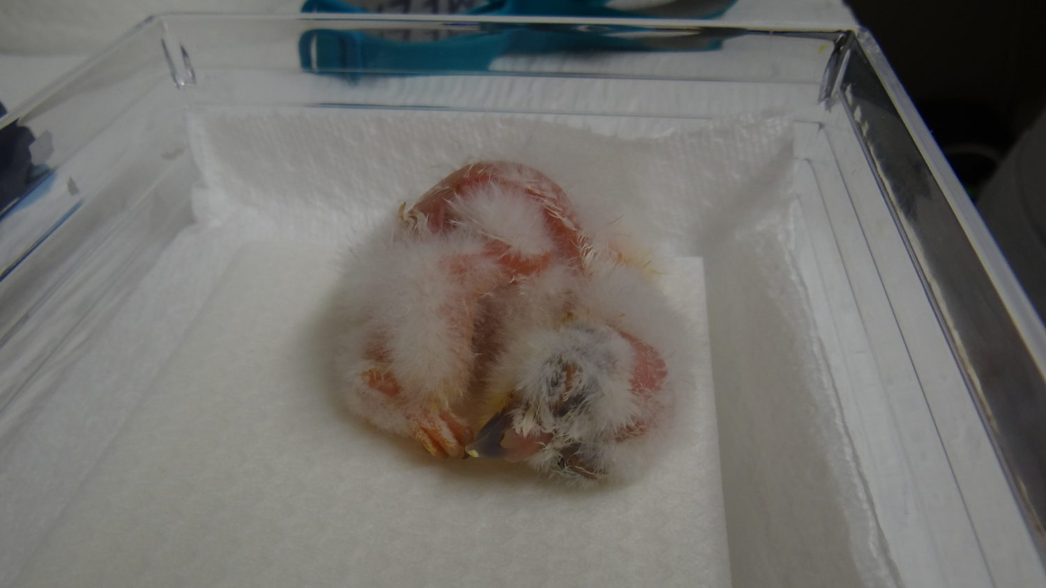 D-17 at 12 days old. Photo: Northern Spotted Owl Breeding Program