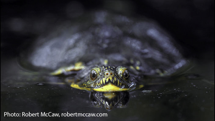 blandings turtle