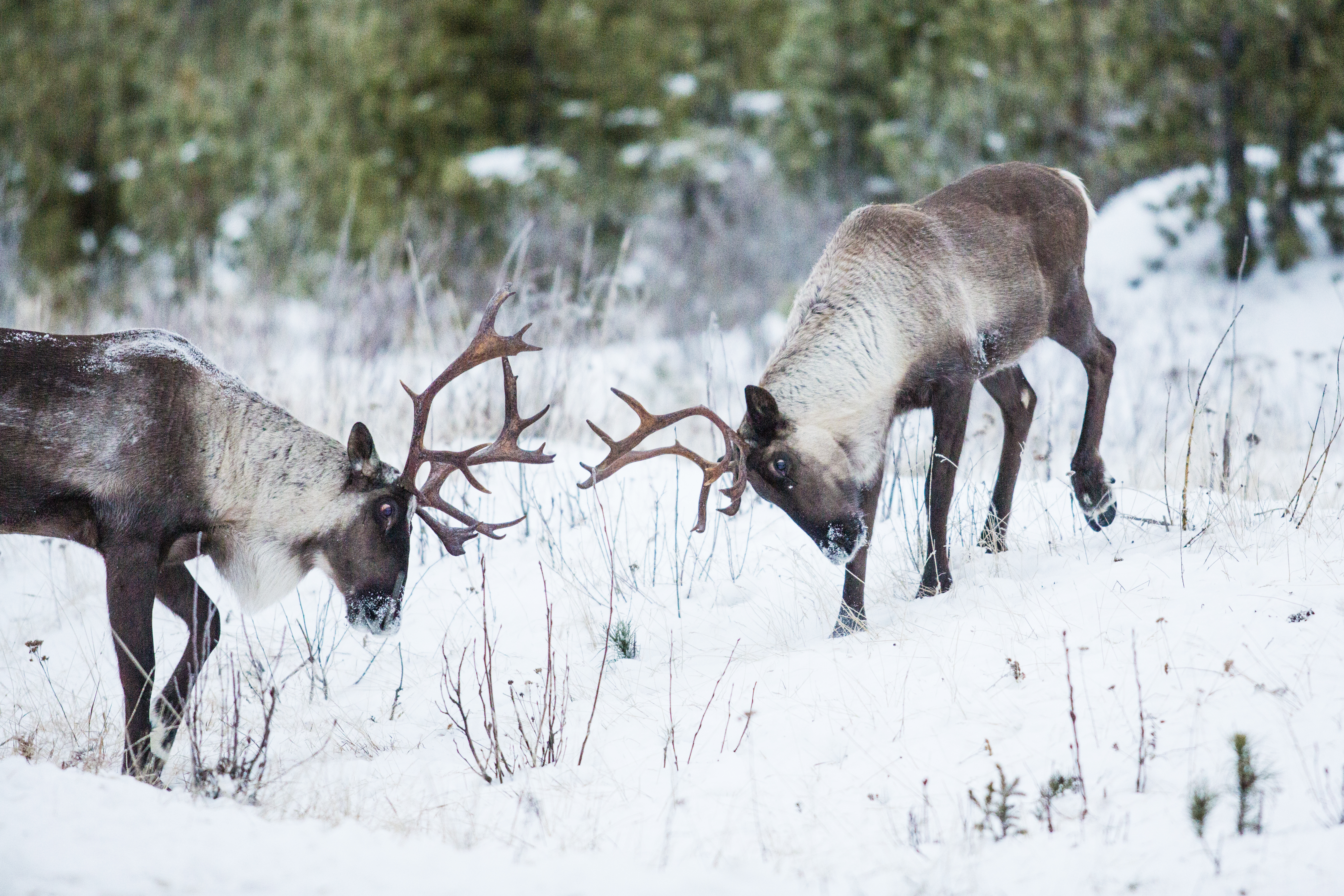 Bull southern mountain caribou fighting in Hart range (David Moskowitz).