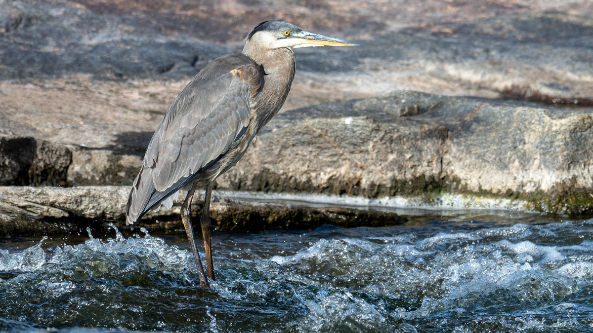 Great blue heron at Whitemouth Falls Provincial Park