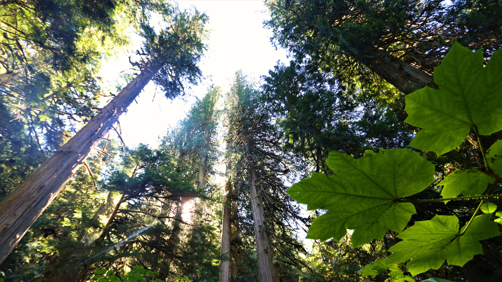 Spotted owl habitat in Chilliwack Valley