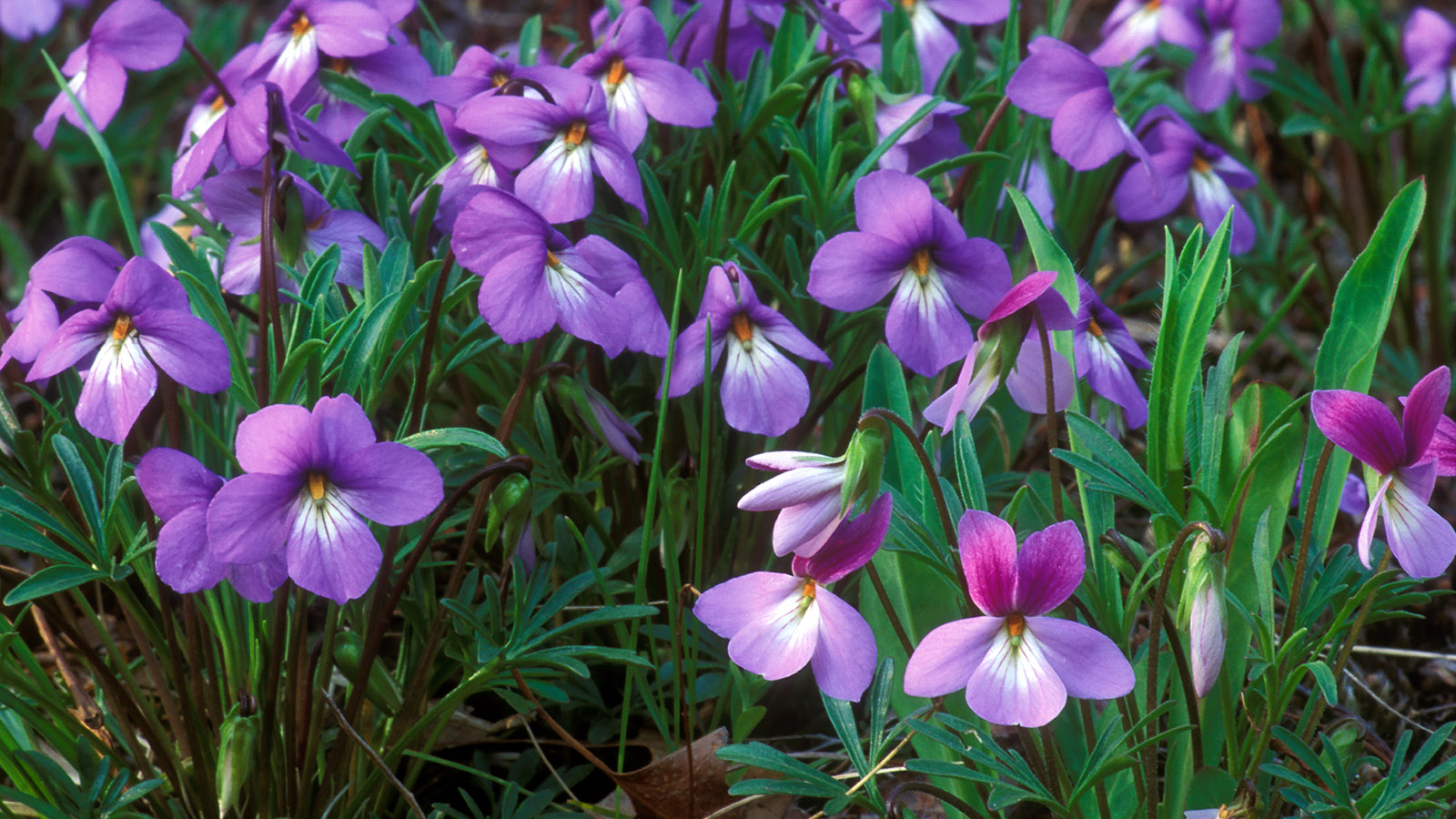 Birdfoot violets (Robert McCaw).