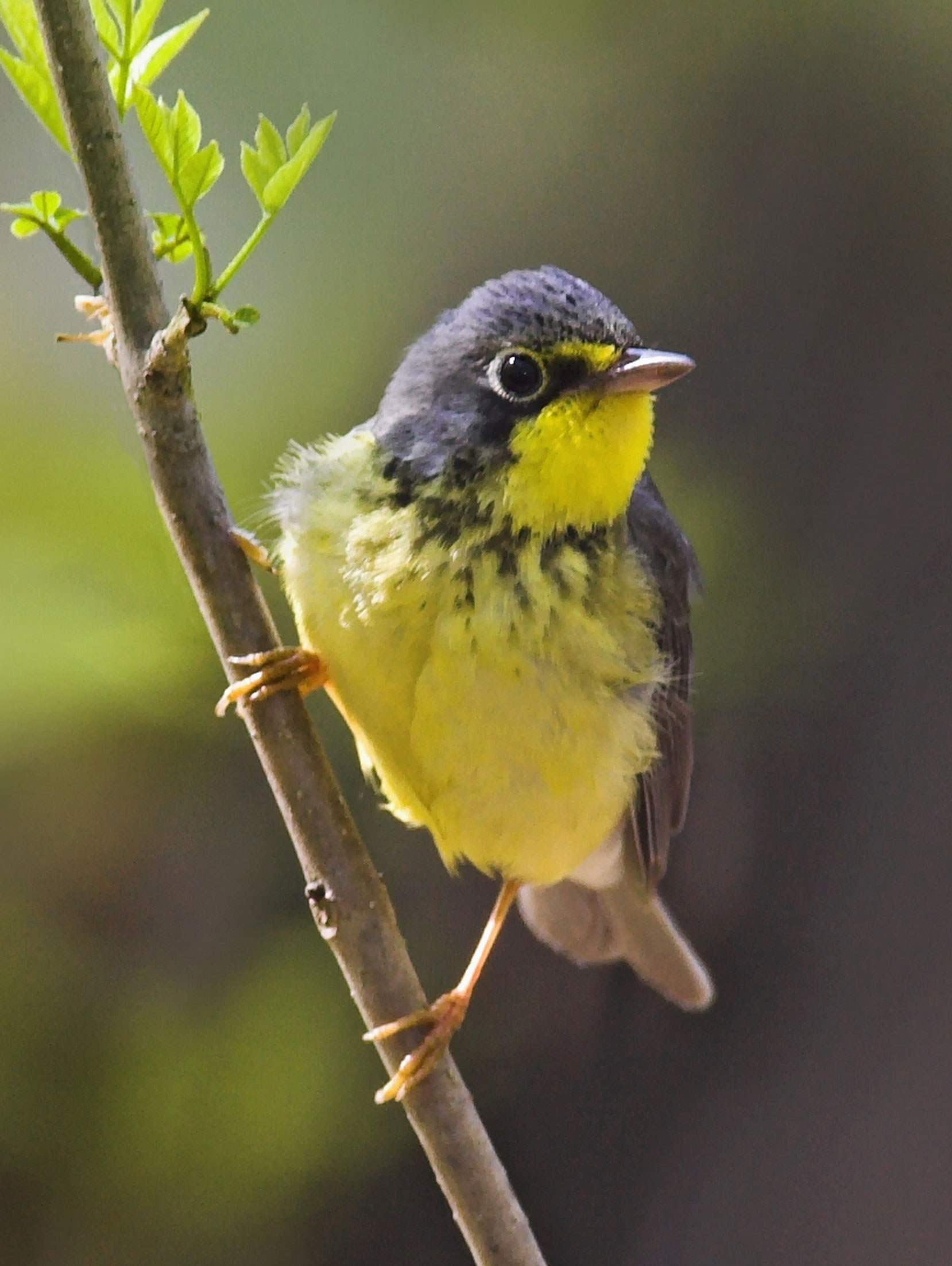 Canadian Warbler