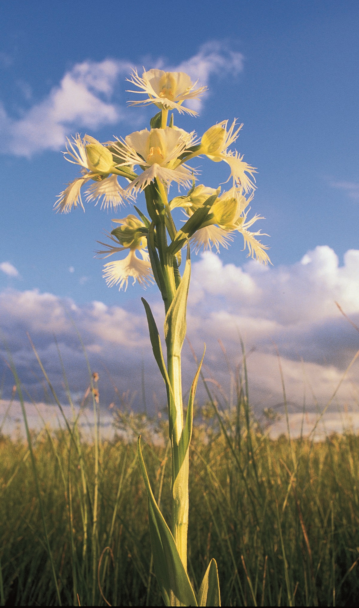 Western Prairie Orchid