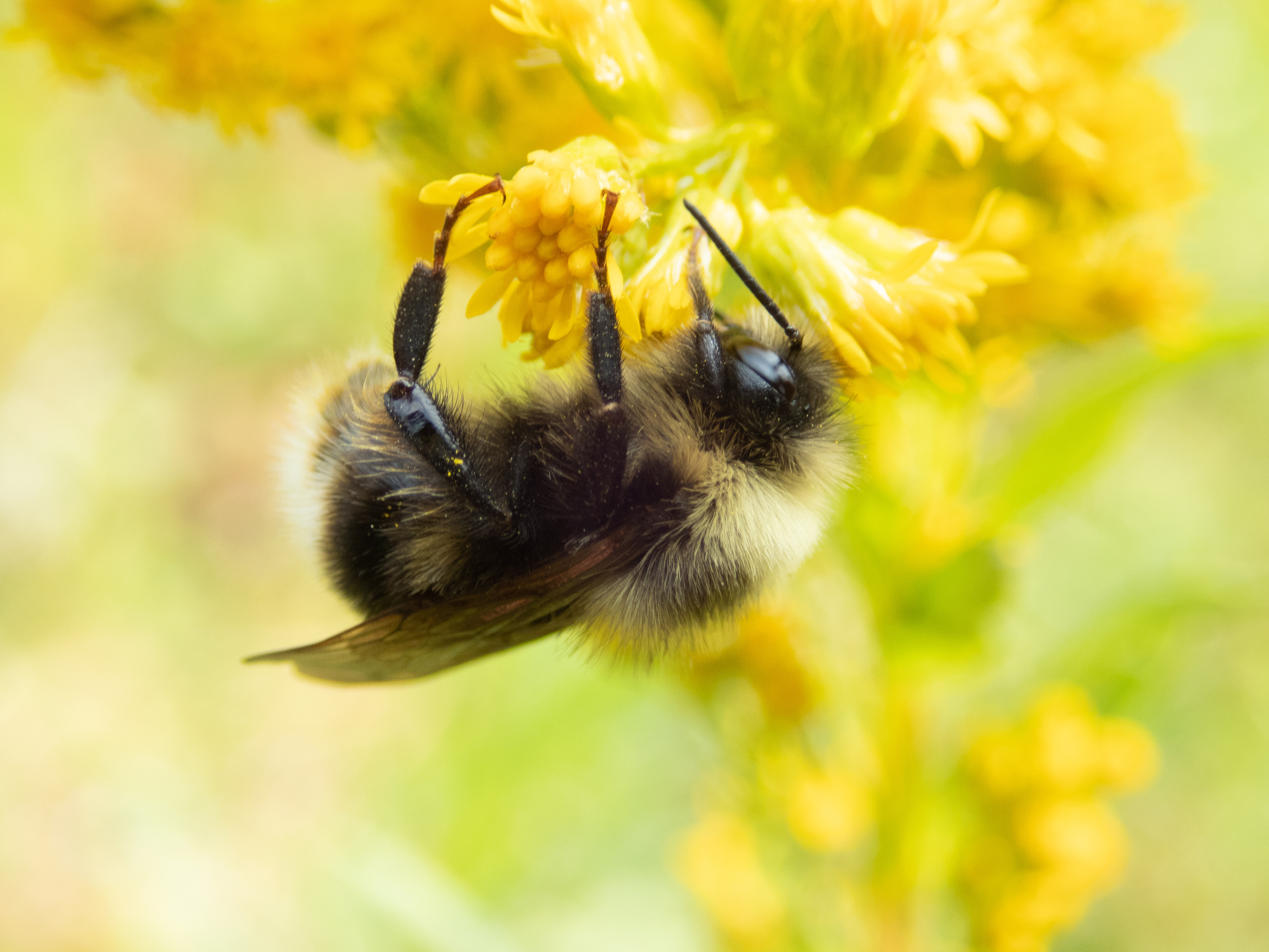 Western bumblebee (Xerces Society). 