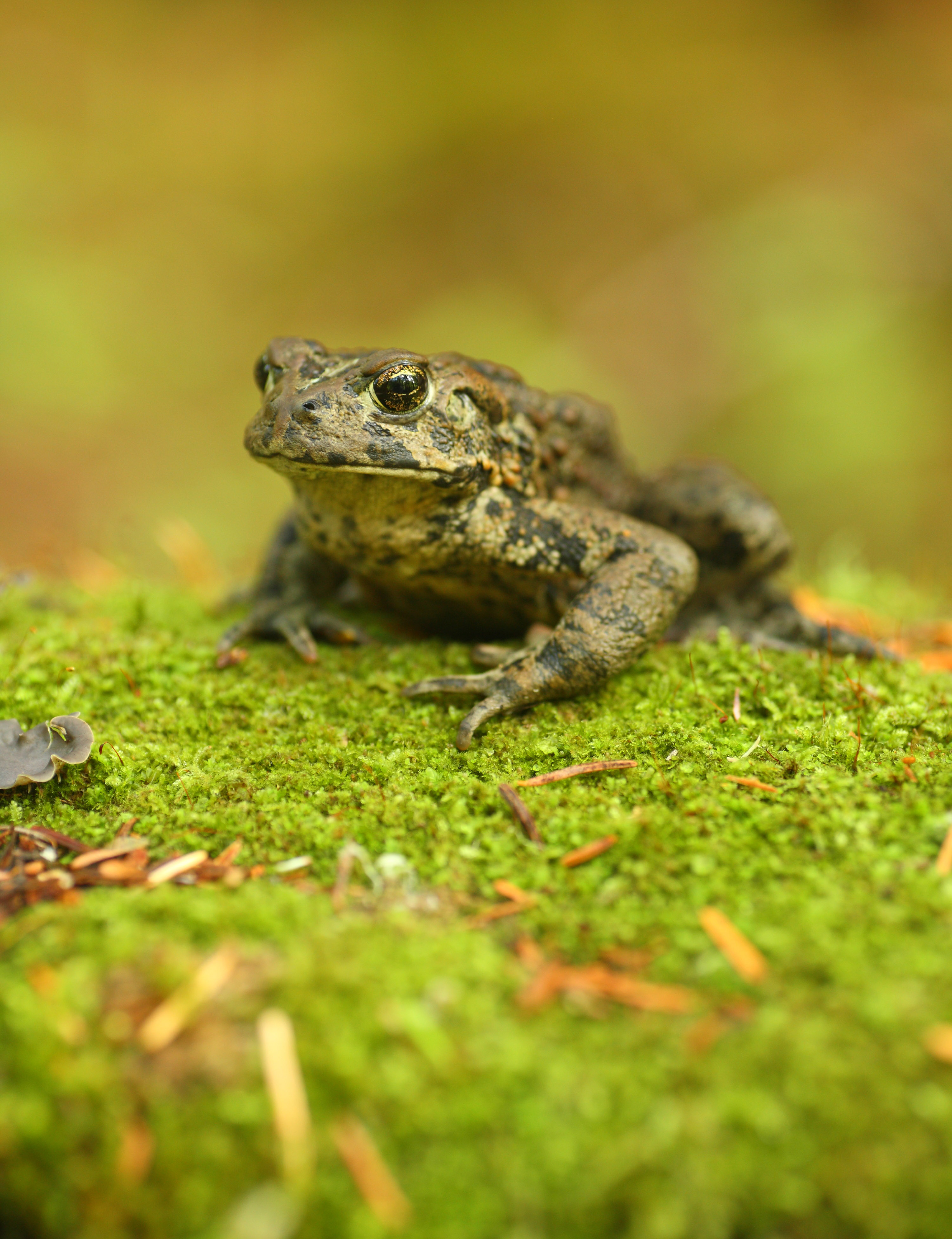 Western toad (Jacob Dulisse).