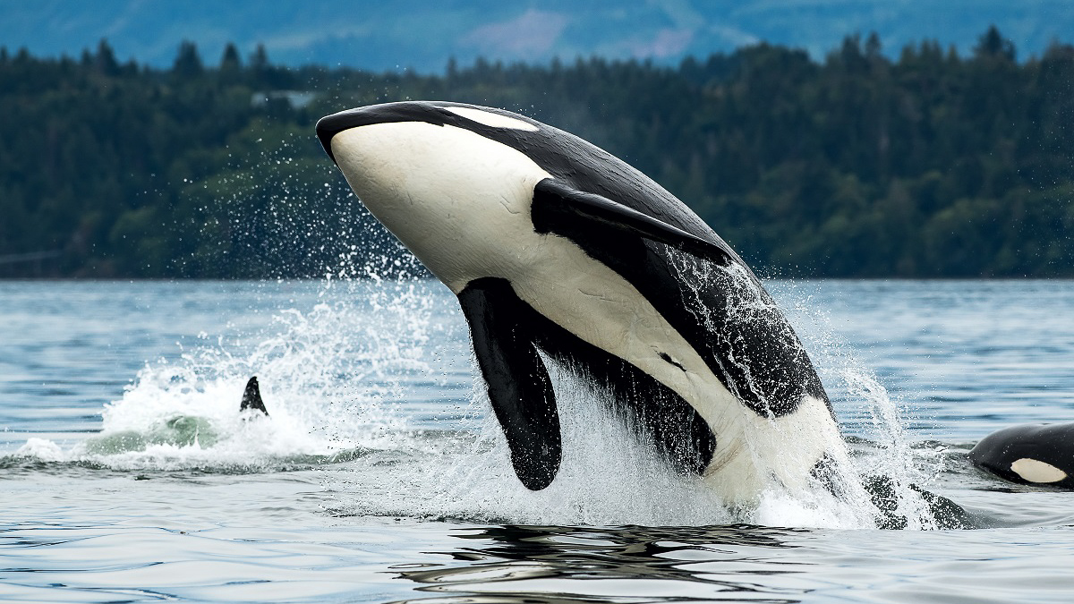 Killer whale — endangered (Dave Hutchison)