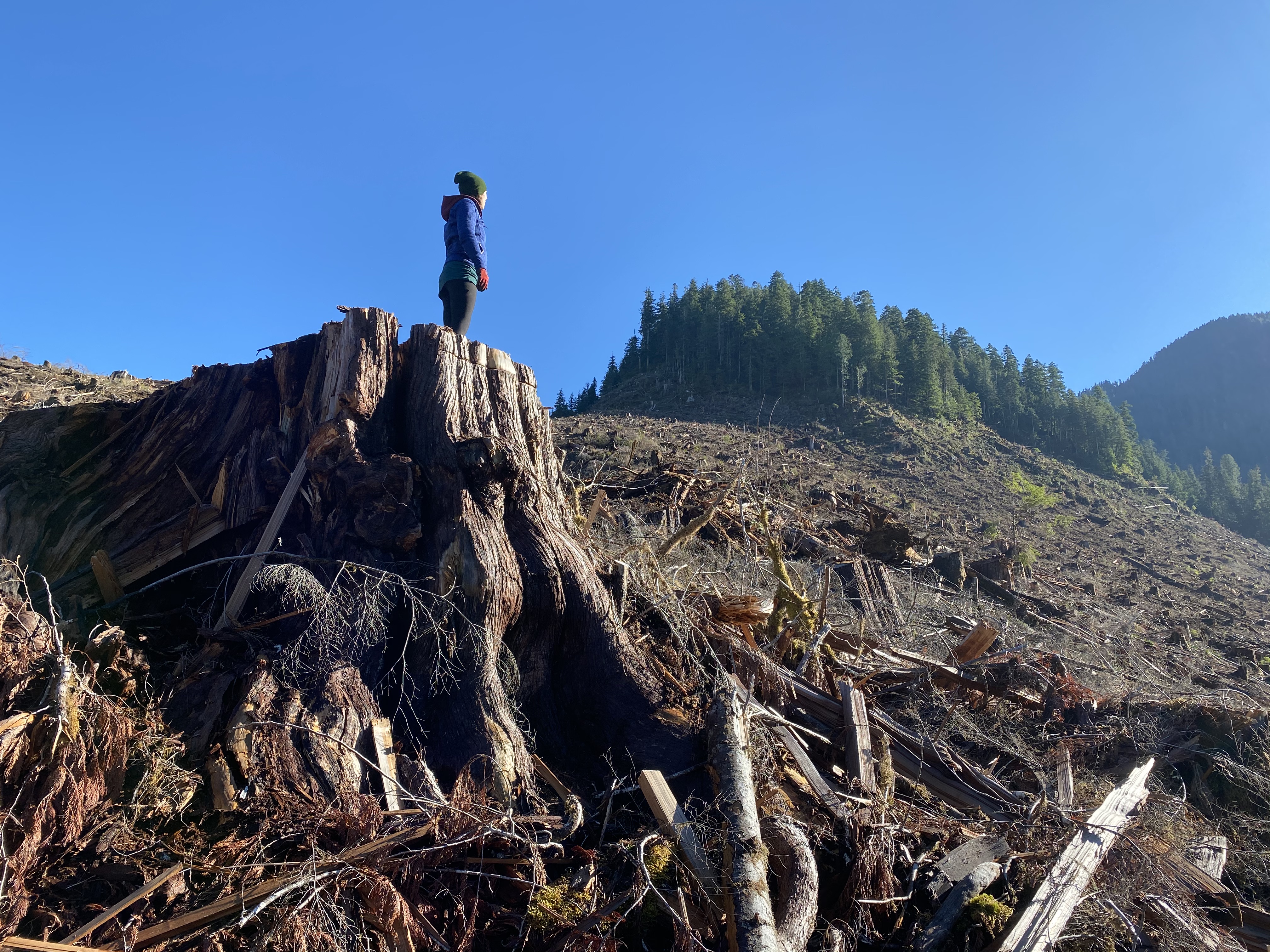 Photo: Emily Hoffpauir in a clearcut, Caycuse Valley (WC files)