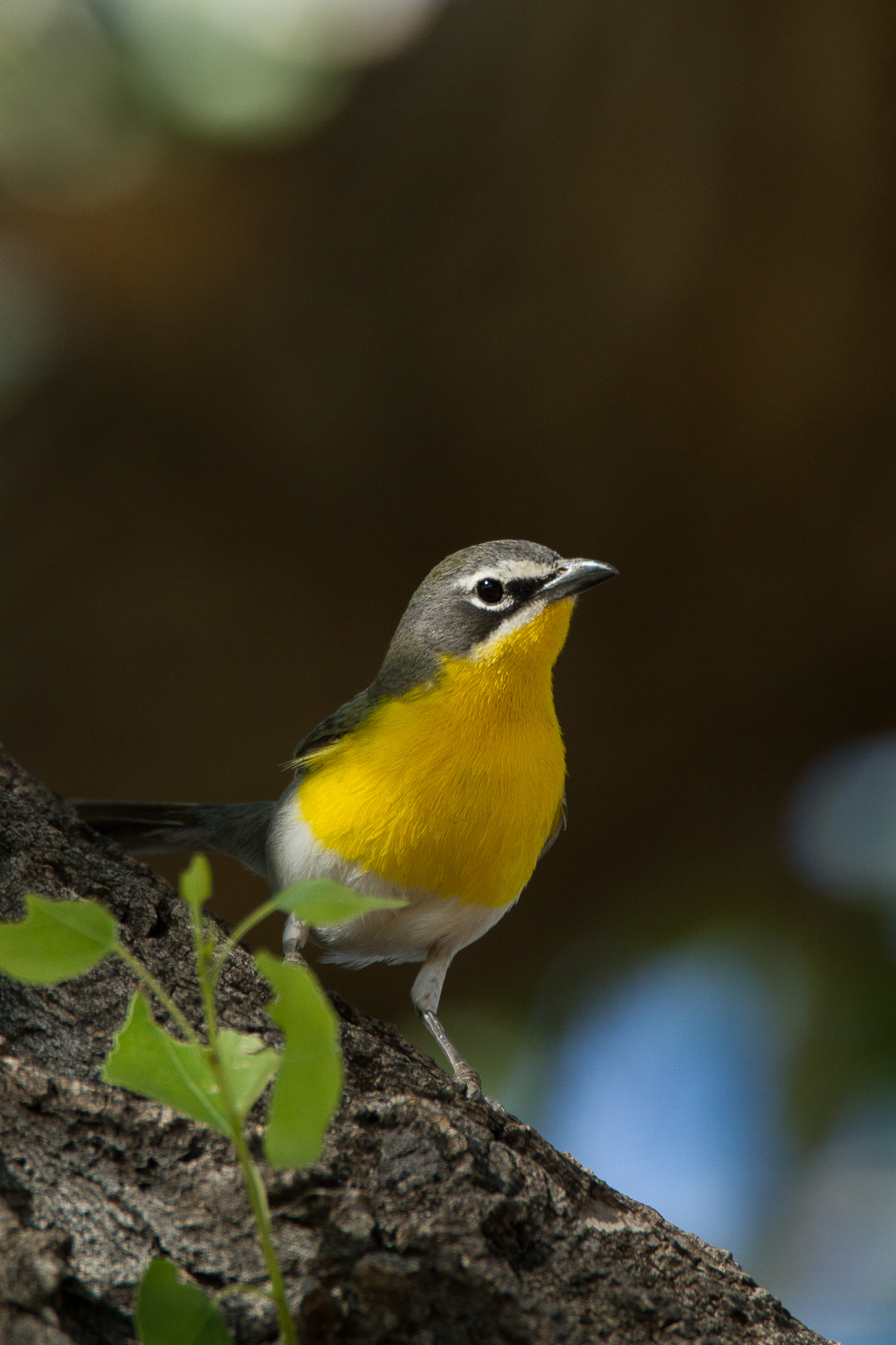 Yellow-breasted chat (Jared Hobbs)
