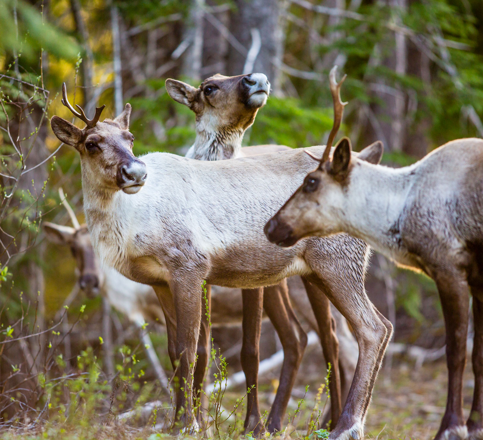 Southern Mountain Caribou