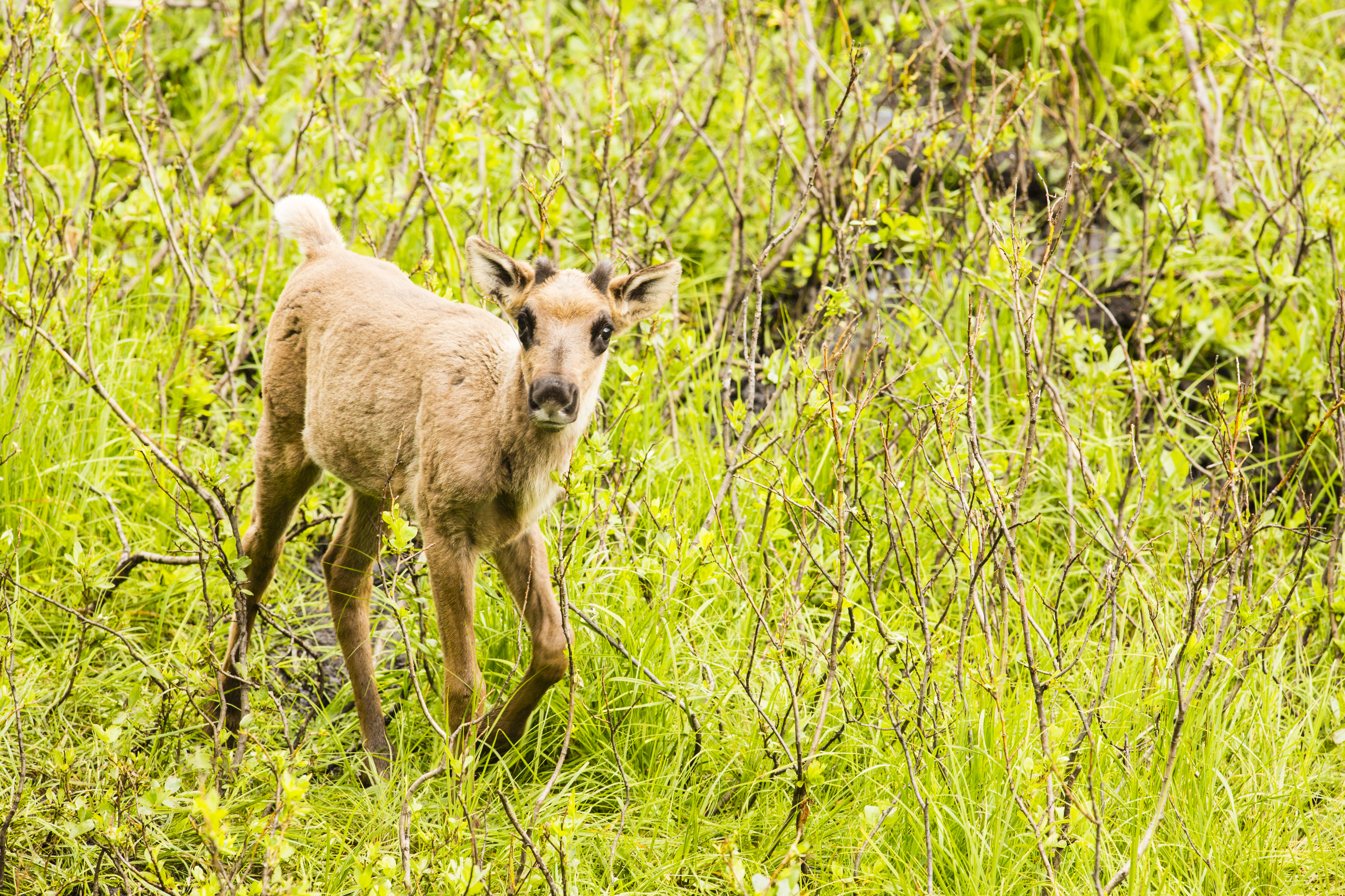 Southern mountain caribou calf near a maternity pen (David Moskowitz).